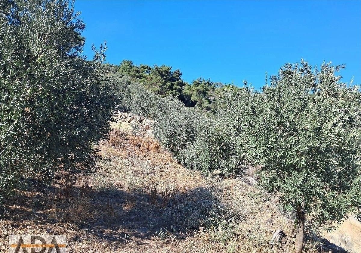 Selçuk Havutculu Da Satılık Zeytinlik - Görsel 15