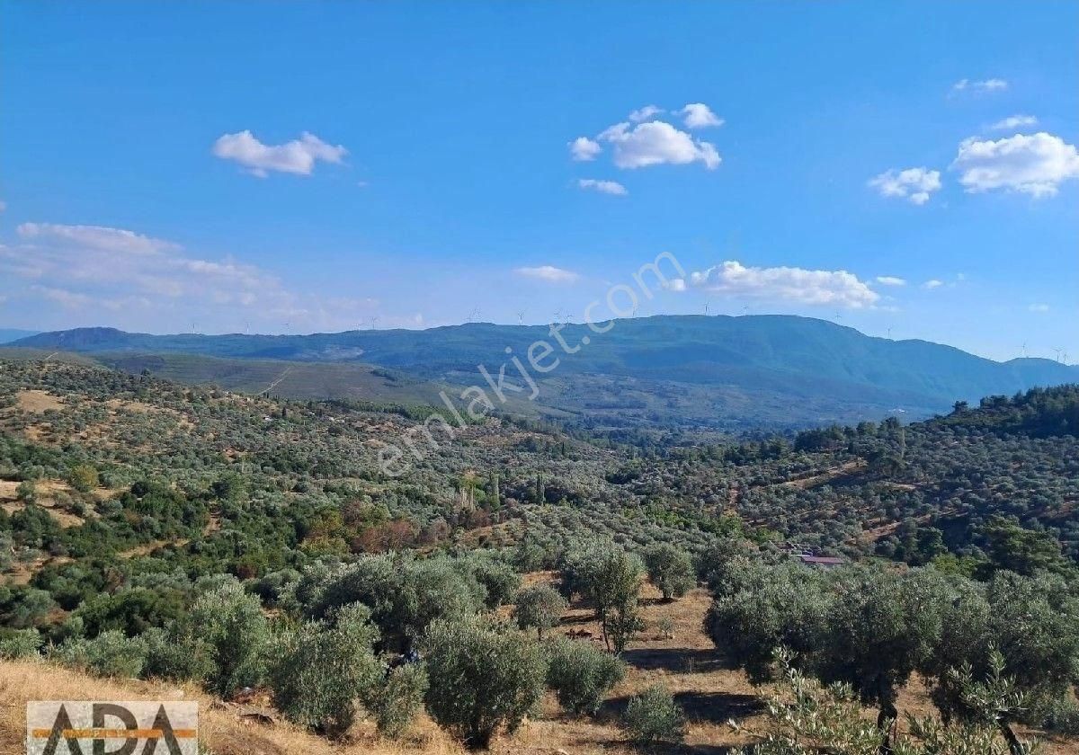 Selçuk Havutculu Da Satılık Zeytinlik - Görsel 8