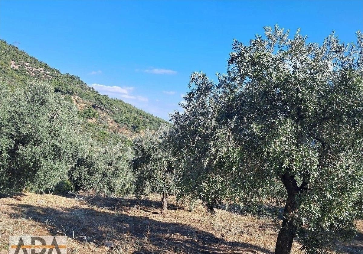 Selçuk Havutculu Da Satılık Zeytinlik - Görsel 4