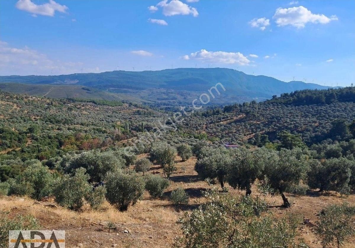 Selçuk Havutculu Da Satılık Zeytinlik - Görsel 5