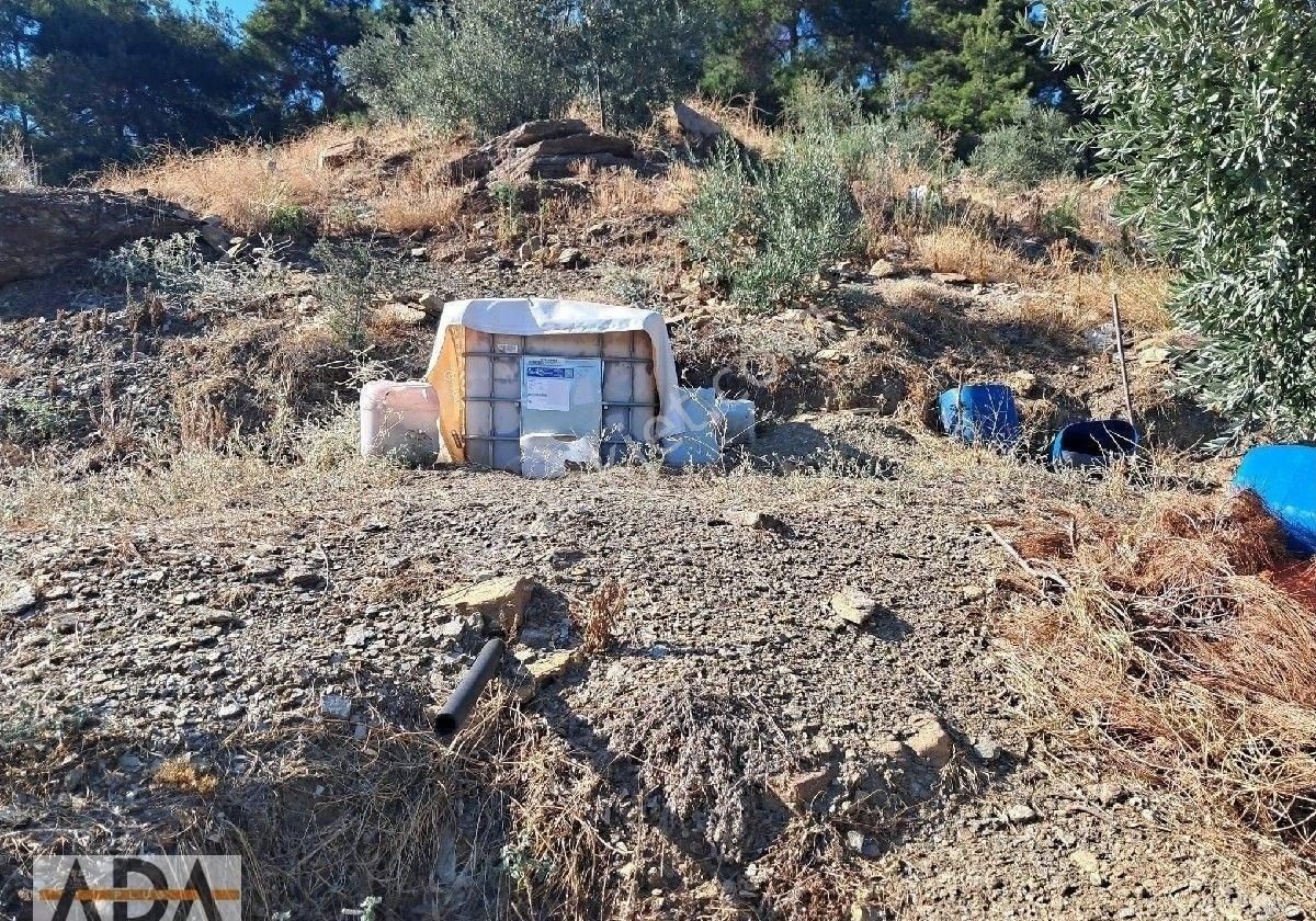 Selçuk Havutculu Da Satılık Zeytinlik - Görsel 3