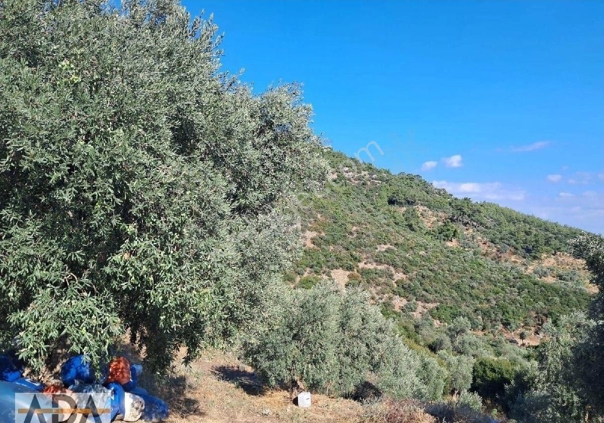 Selçuk Havutculu Da Satılık Zeytinlik - Görsel 13