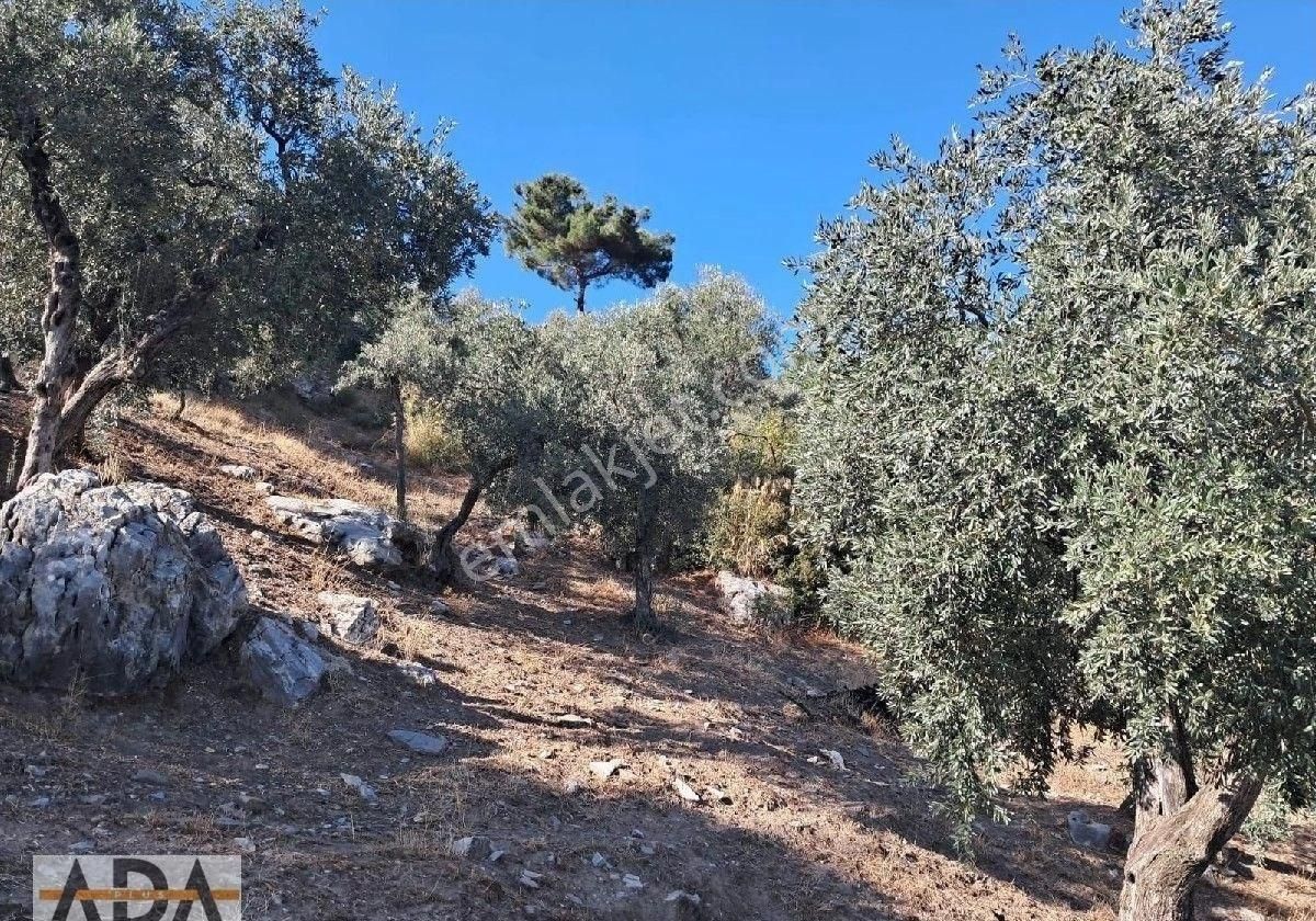 Selçuk Havutculu Da Satılık Zeytinlik - Görsel 12