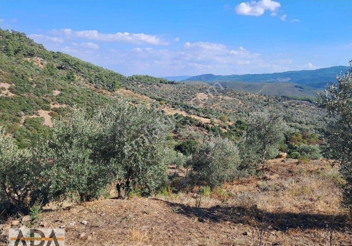 Selçuk Havutculu Da Satılık Zeytinlik - Görsel 7