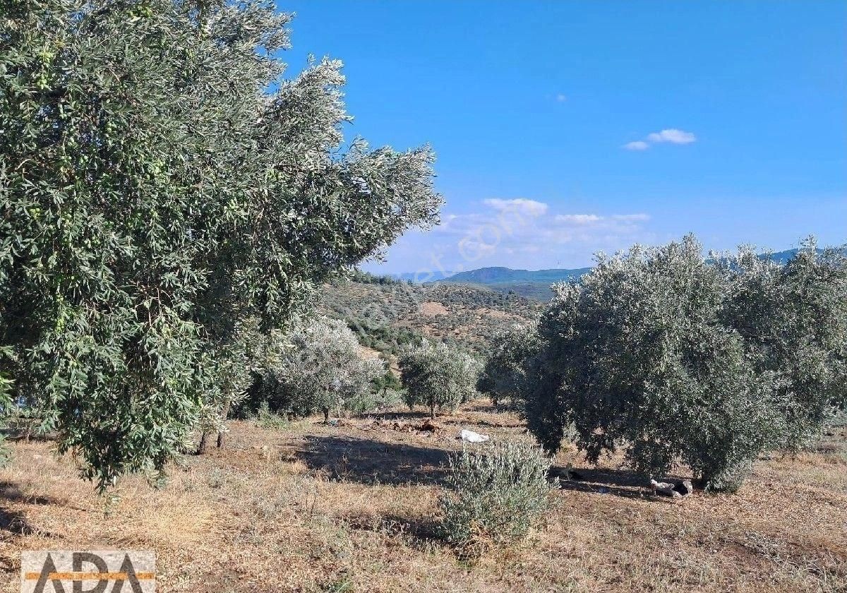 Selçuk Havutculu Da Satılık Zeytinlik - Görsel 14
