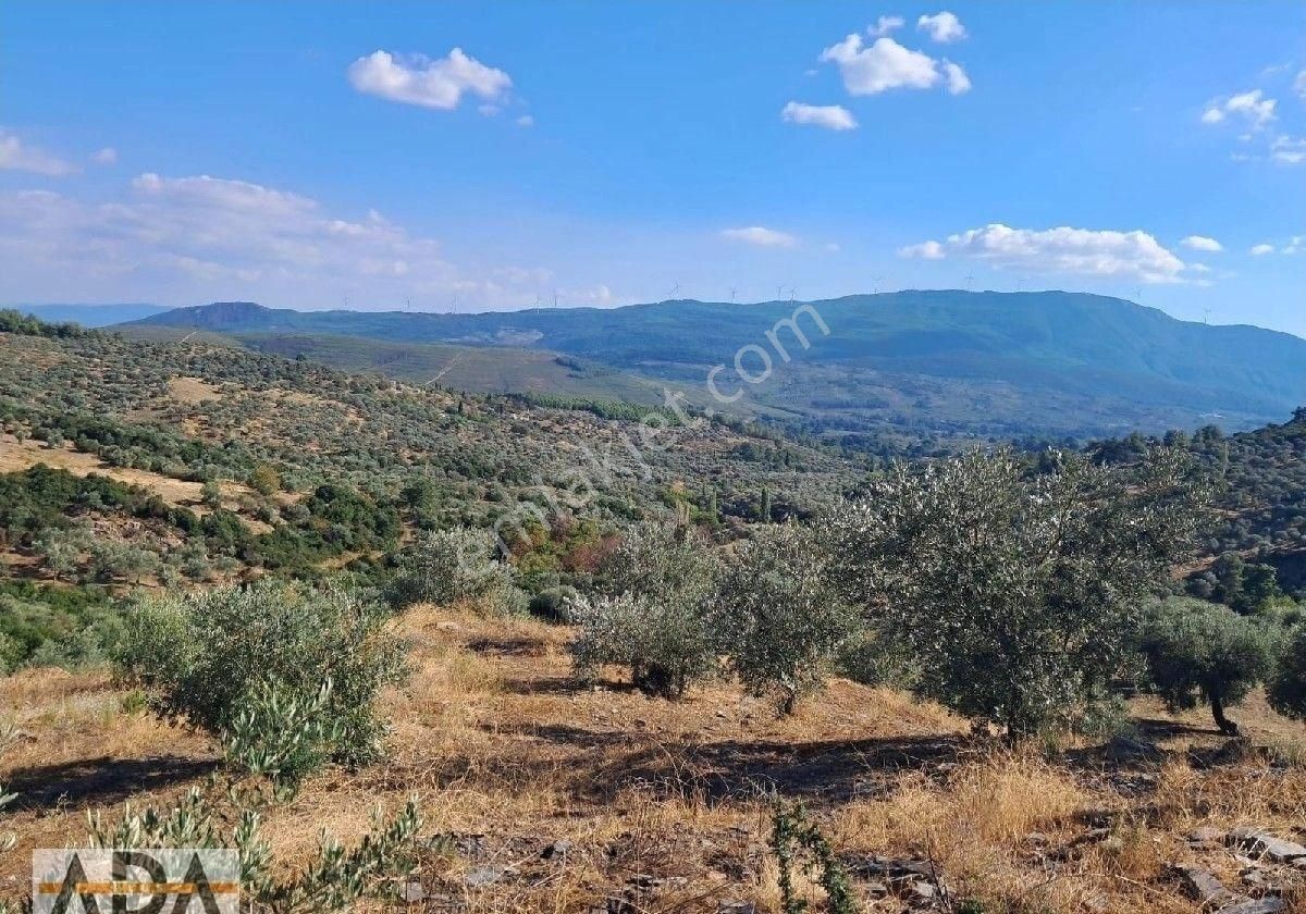 Selçuk Havutculu Da Satılık Zeytinlik - Görsel 2