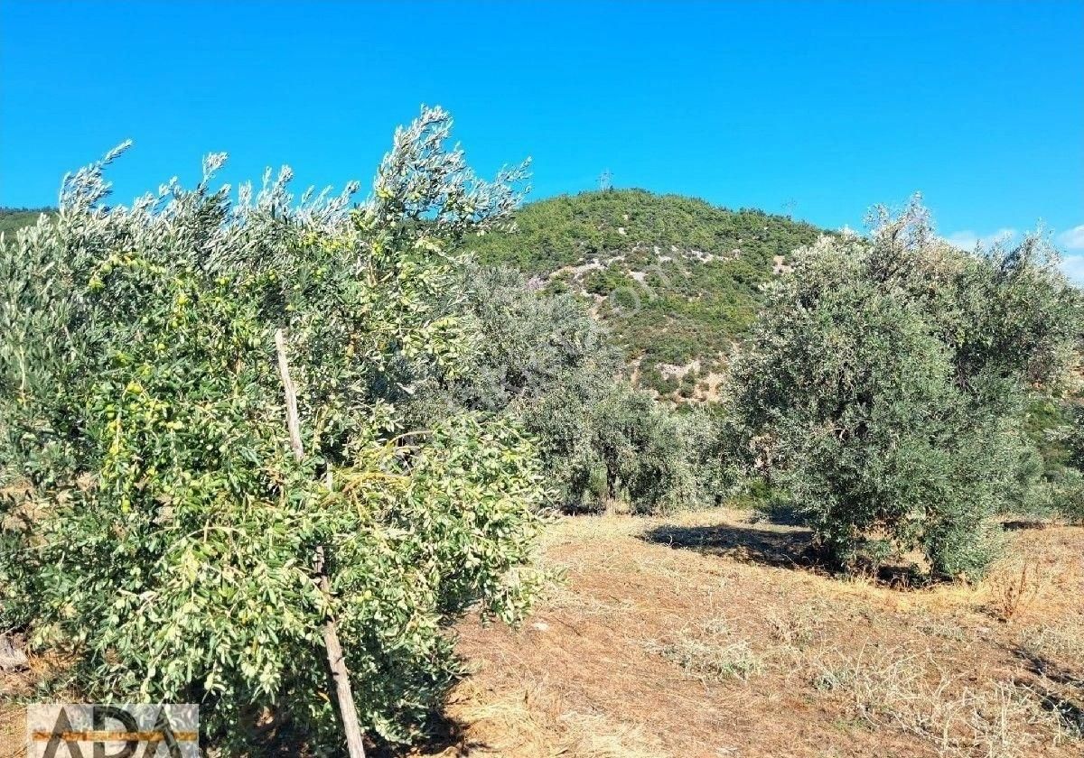 Selçuk Havutculu Da Satılık Zeytinlik