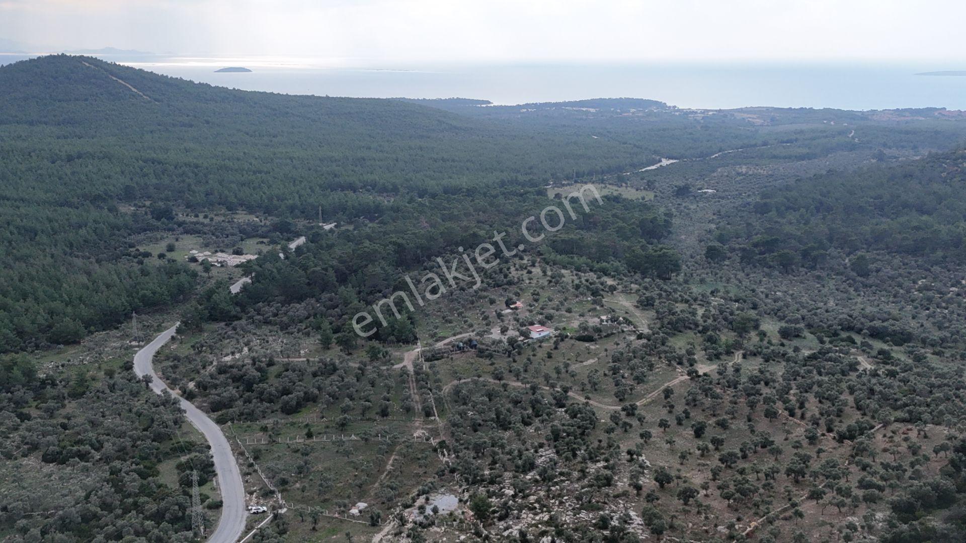 Muğla Milas Bozbükte 6.633m² Yatırımlık Arazi - Görsel 6