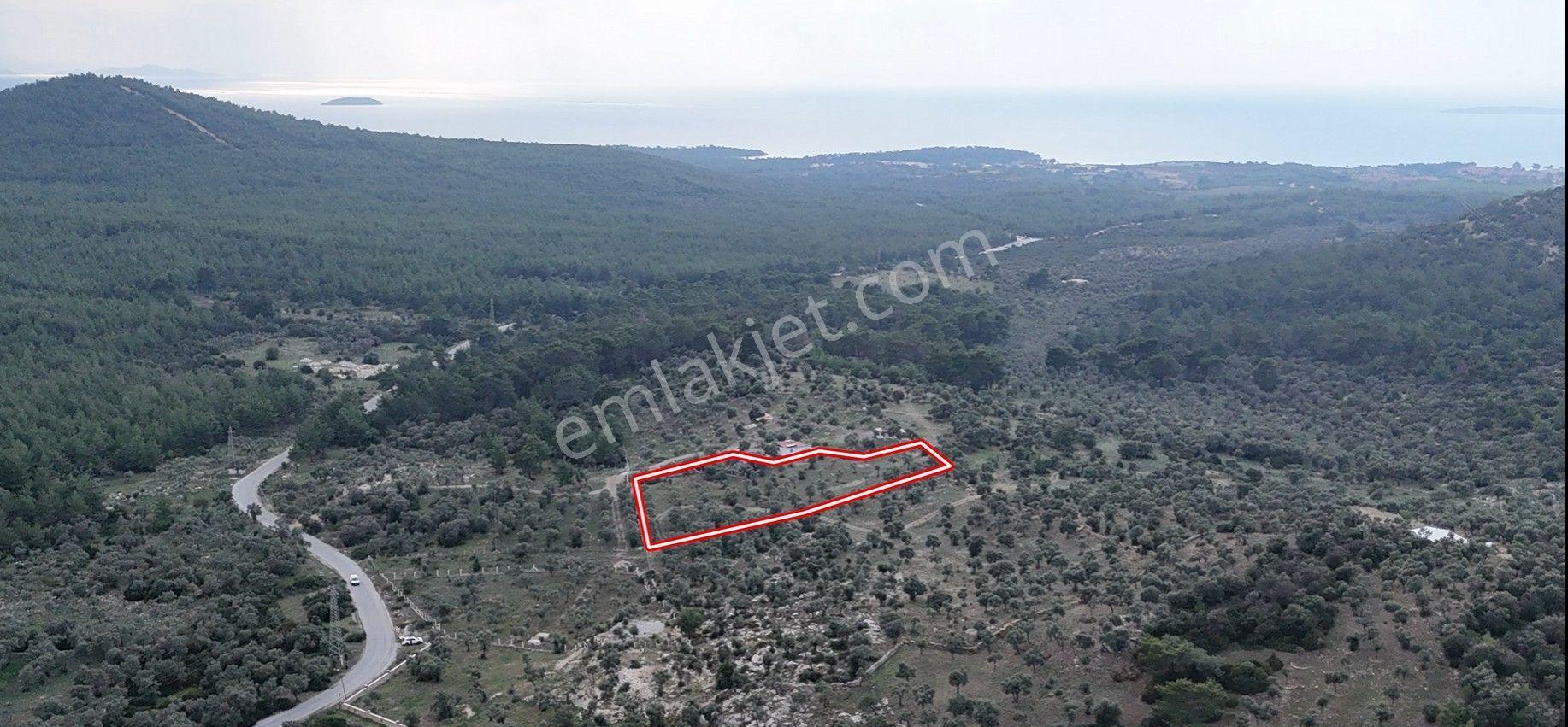 Muğla Milas Bozbükte 6.633m² Yatırımlık Arazi