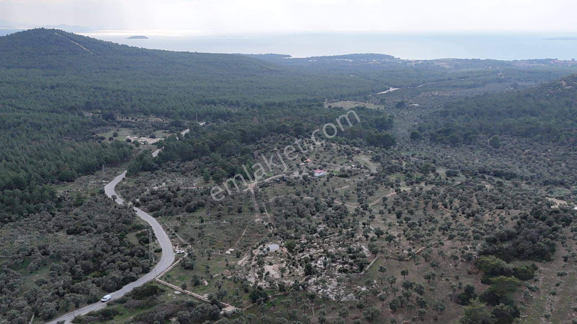 Muğla Milas Bozbükte 6.633m² Yatırımlık Arazi - Görsel 4