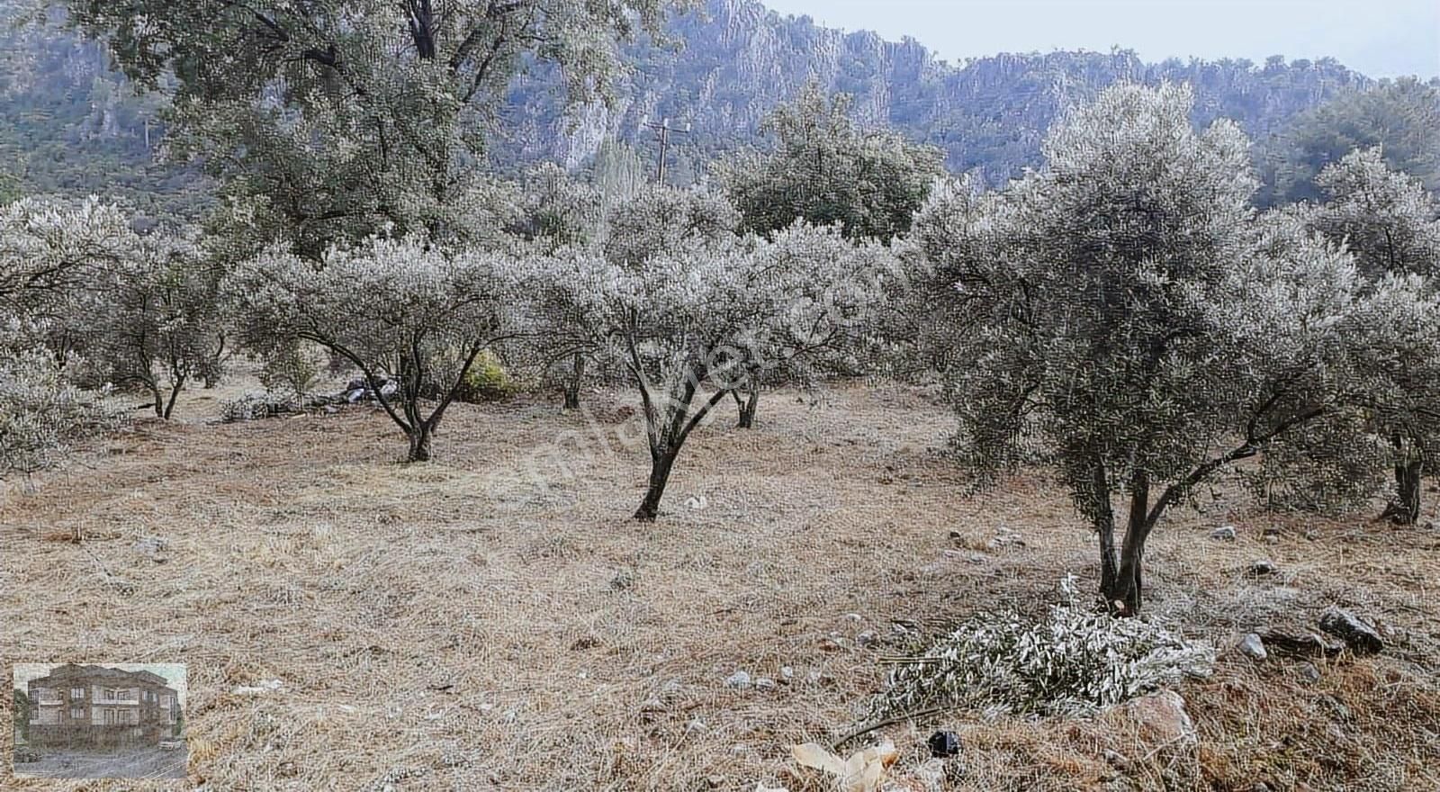 Mugla/seydıkemer/sógútlúdere Mh Satılık Tarla - Görsel 5