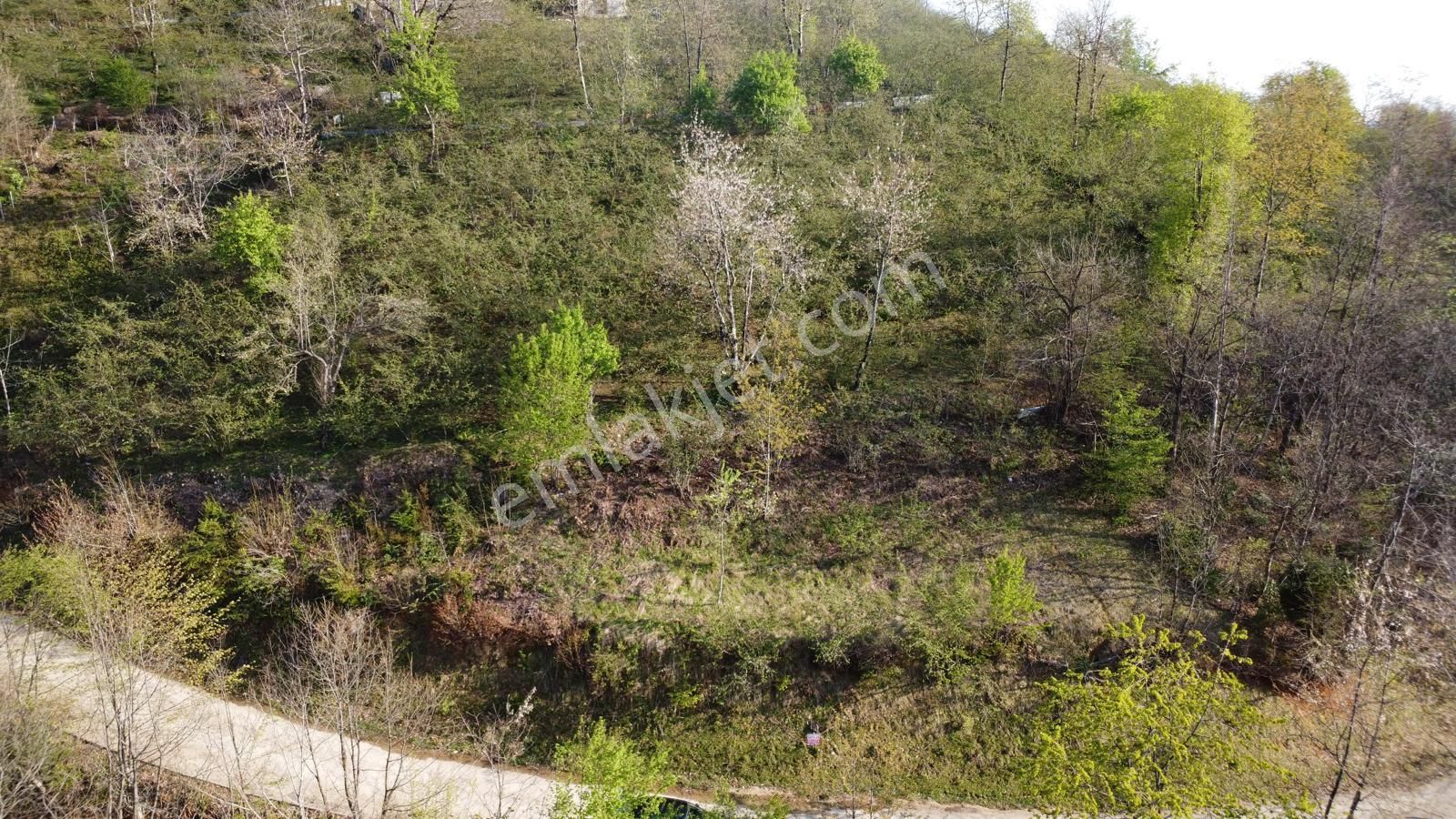 Giresun Merkez'de Satılık Arazi (müstakil Tapulu) - Görsel 19