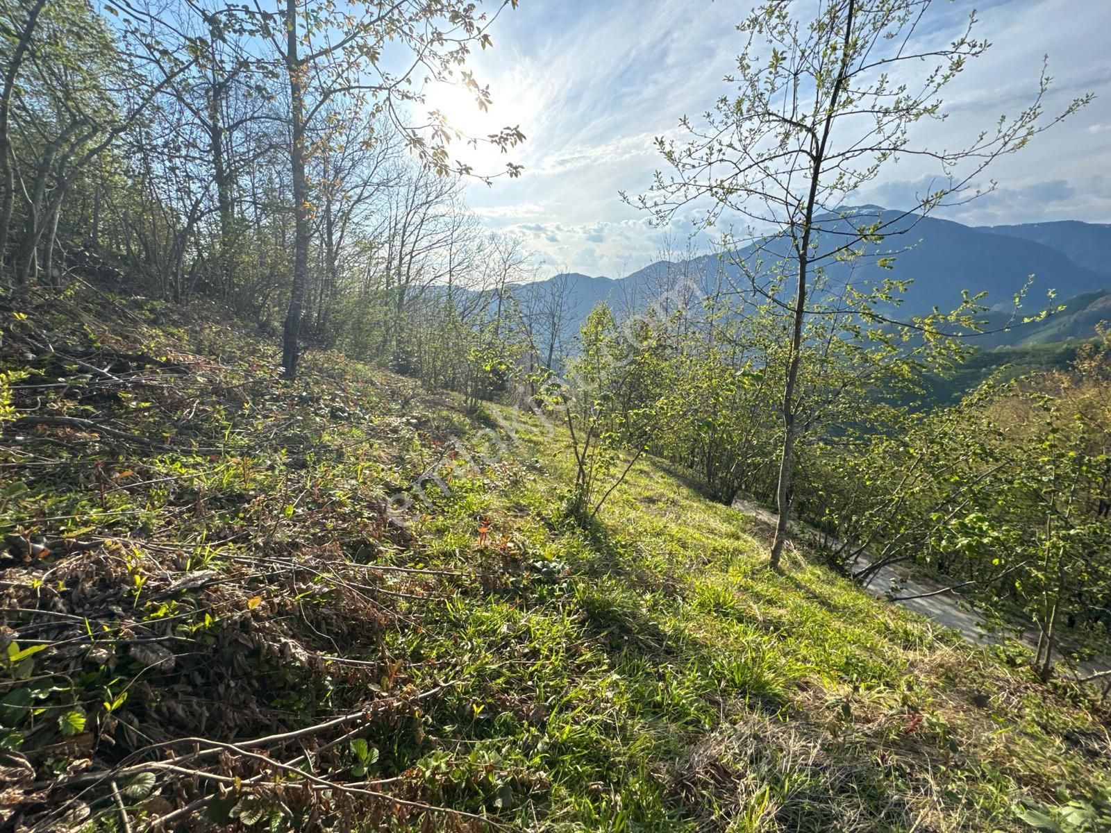 Giresun Merkez'de Satılık Arazi (müstakil Tapulu) - Görsel 23