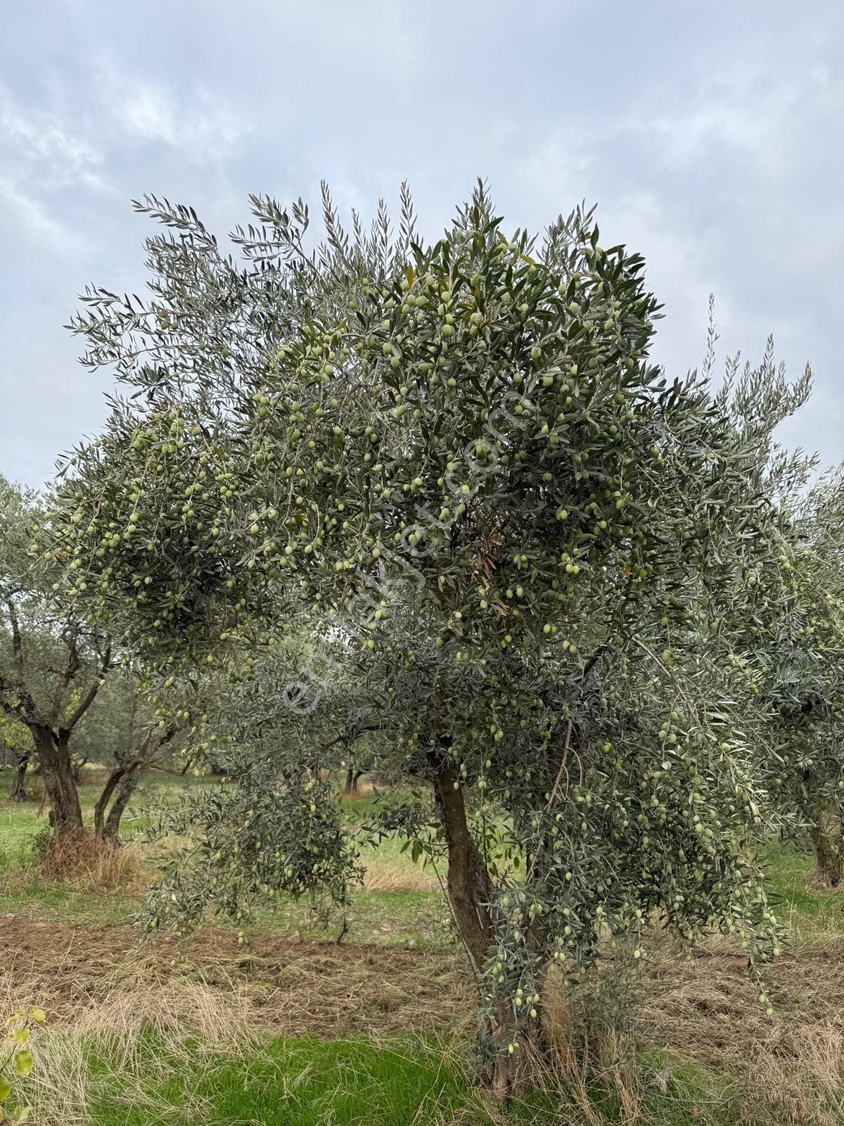 Kemalpaşa Bağyurdu Satılık 2300m2 Zeytinlik Tek Tapu - Görsel 7