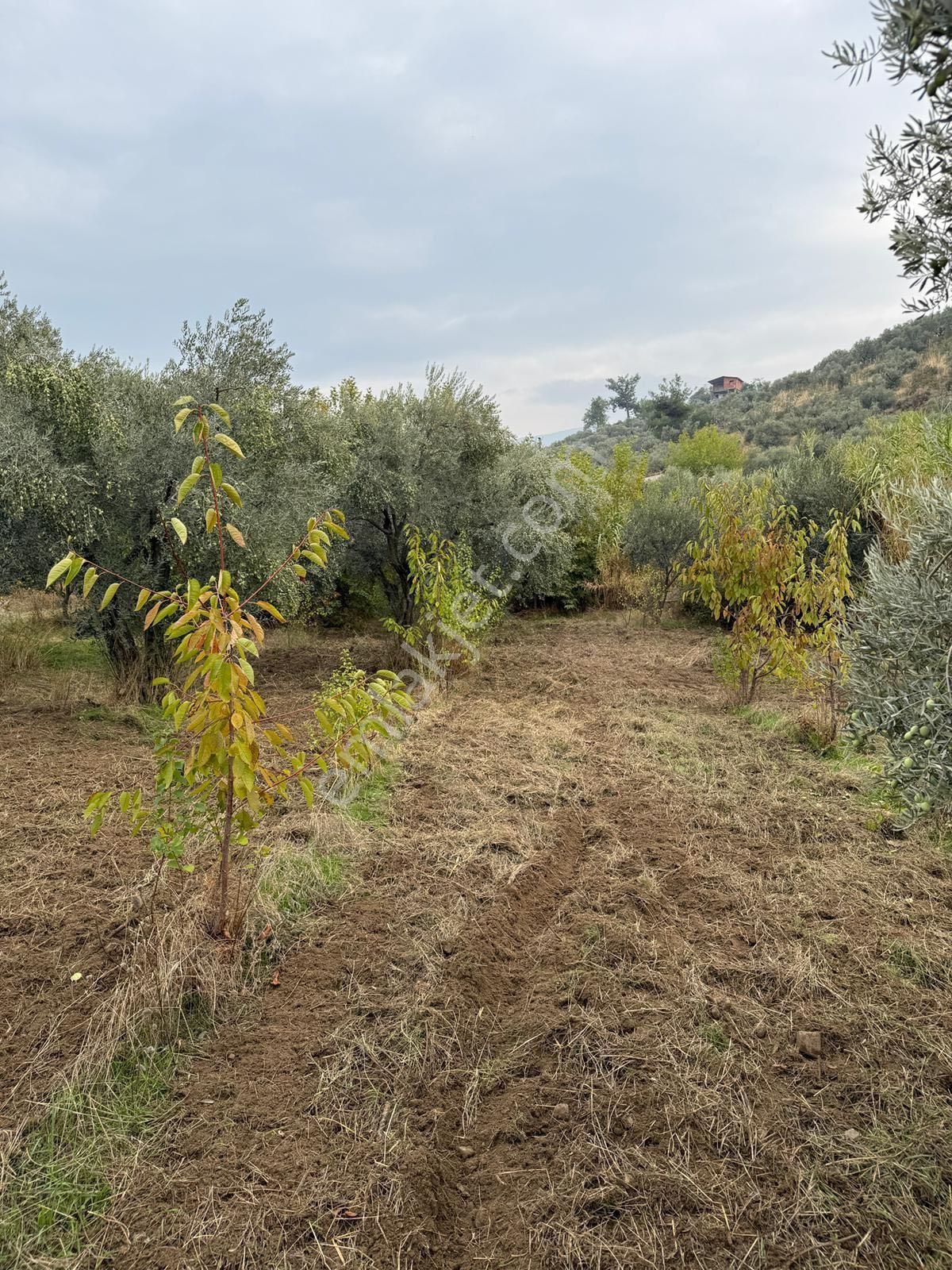 Kemalpaşa Bağyurdu Satılık 2300m2 Zeytinlik Tek Tapu - Görsel 9
