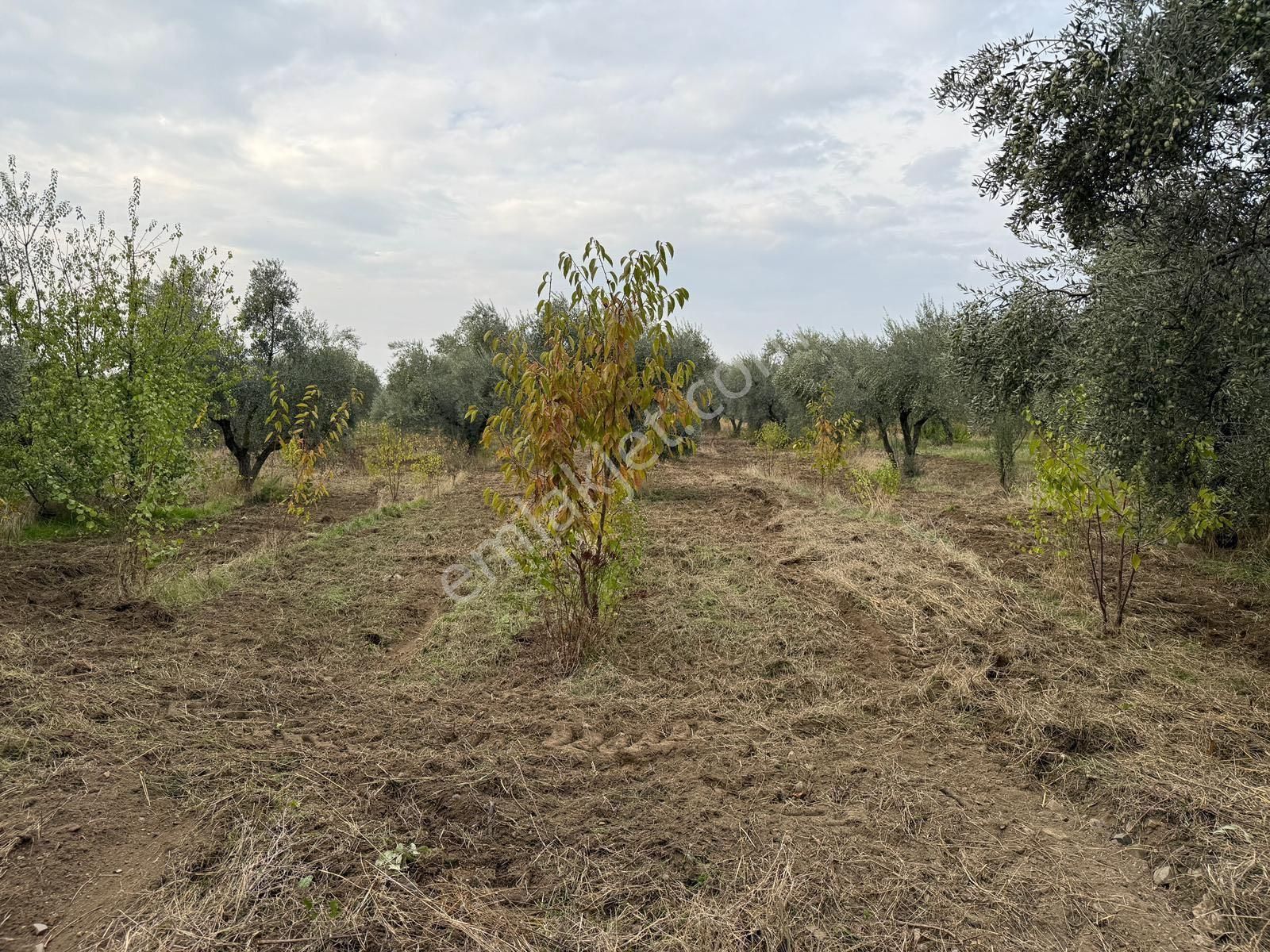 Kemalpaşa Bağyurdu Satılık 2300m2 Zeytinlik Tek Tapu - Görsel 10