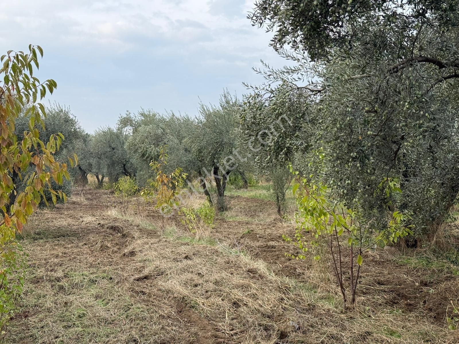 Kemalpaşa Bağyurdu Satılık 2300m2 Zeytinlik Tek Tapu
