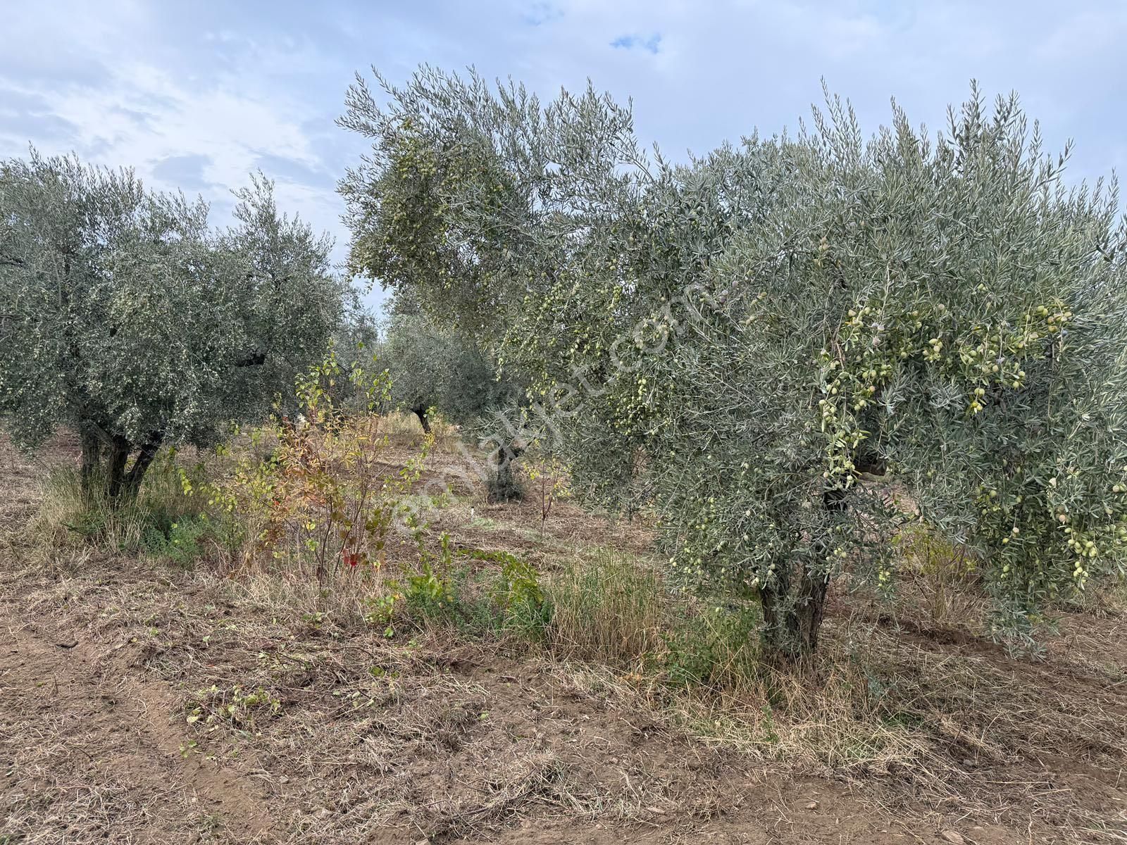 Kemalpaşa Bağyurdu Satılık 2300m2 Zeytinlik Tek Tapu - Görsel 8