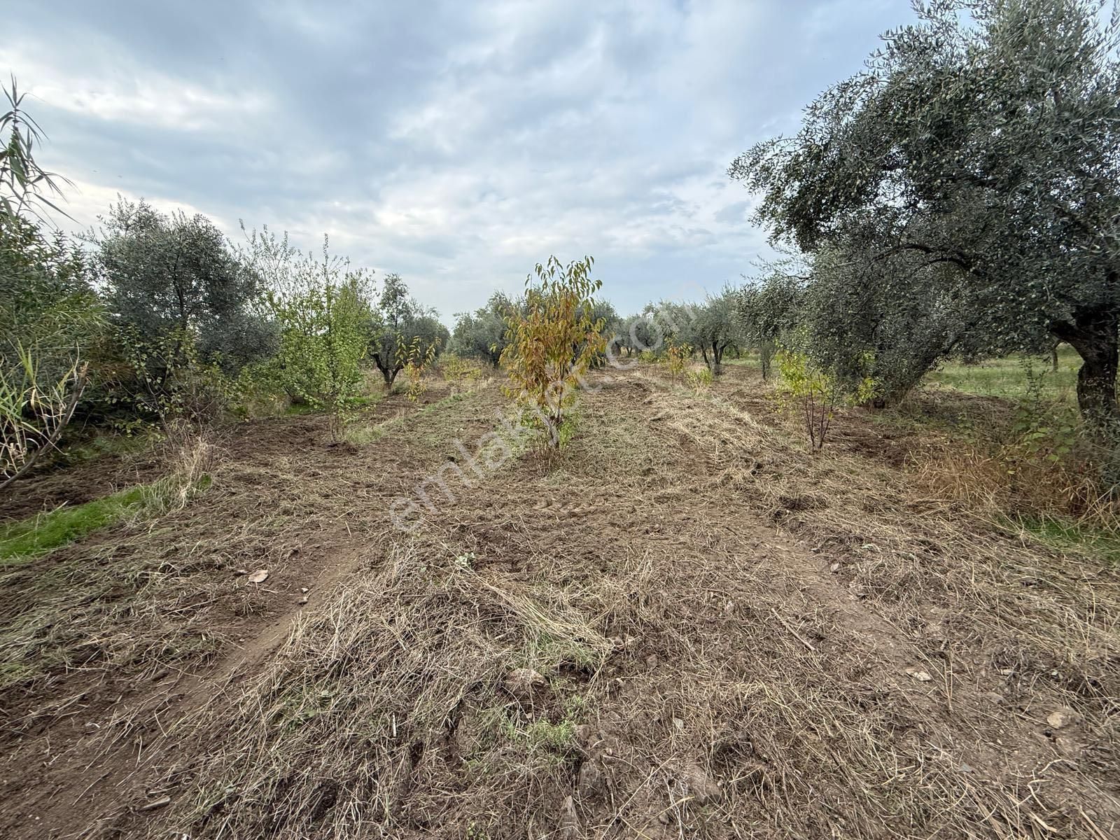 Kemalpaşa Bağyurdu Satılık 2300m2 Zeytinlik Tek Tapu - Görsel 4