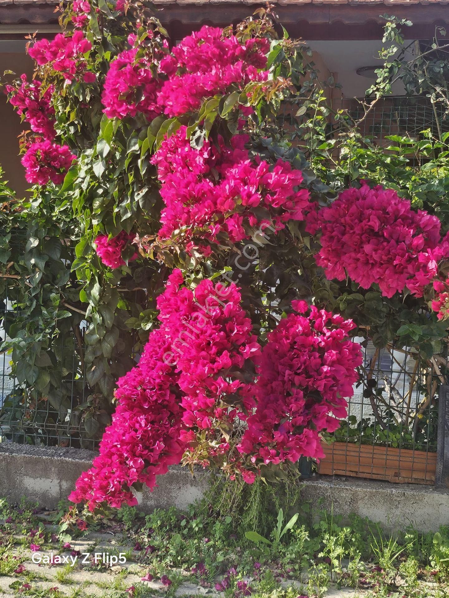 Uğur Mumcu Caddesi Denize 250 Mt Fırsat Villamız - Görsel 5