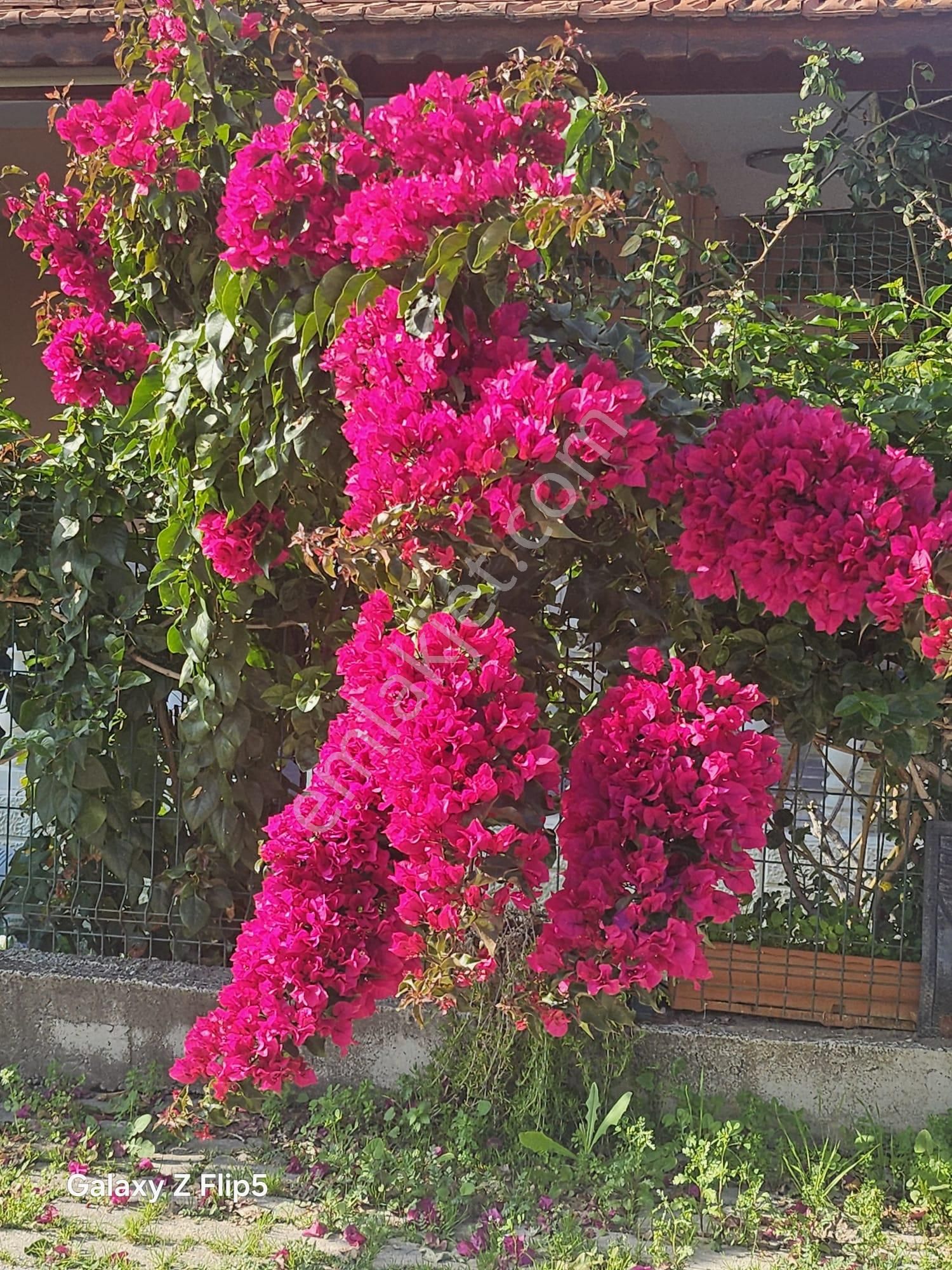 Uğur Mumcu Caddesi Denize 250 Mt Fırsat Villamız - Görsel 18