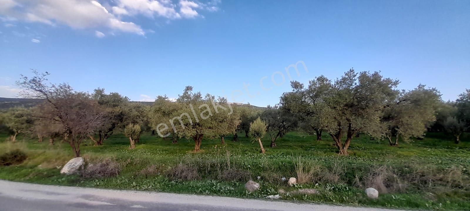 Manisa Saruhanlı Bahadır'da Ana Yola Sıfır Satılık Zeytinlik - Görsel 32