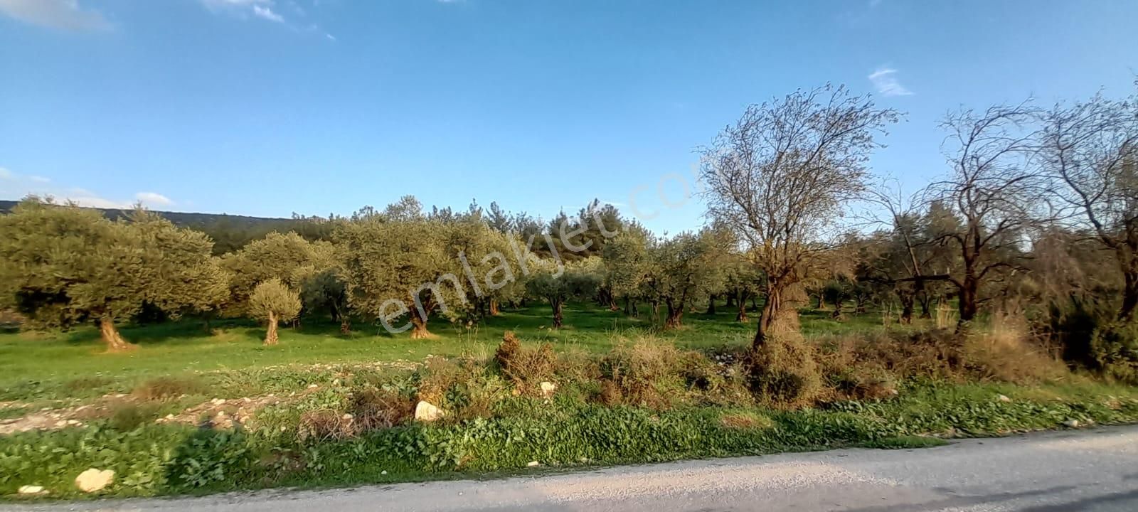 Manisa Saruhanlı Bahadır'da Ana Yola Sıfır Satılık Zeytinlik - Görsel 21