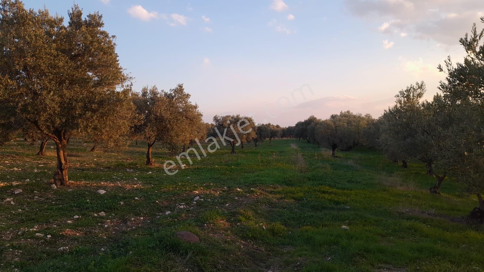 Manisa Saruhanlı Bahadır'da Ana Yola Sıfır Satılık Zeytinlik - Görsel 35