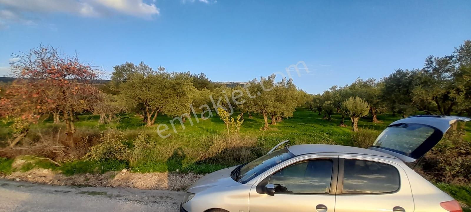 Manisa Saruhanlı Bahadır'da Ana Yola Sıfır Satılık Zeytinlik - Görsel 22