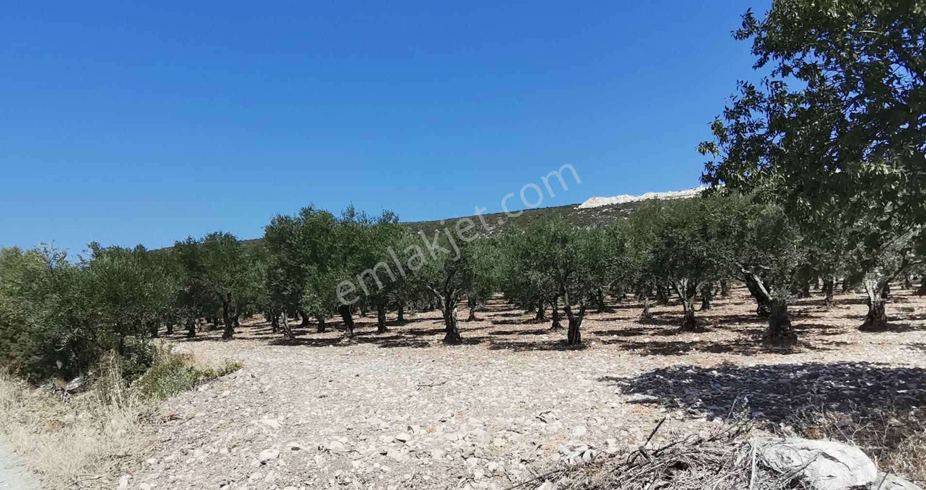 Manisa Saruhanlı Bahadır'da Ana Yola Sıfır Satılık Zeytinlik - Görsel 11