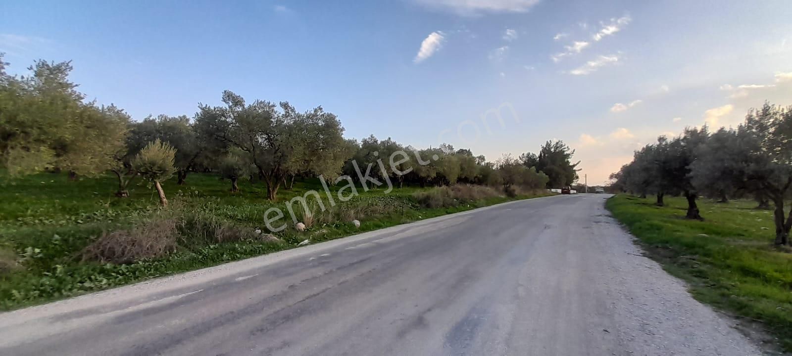 Manisa Saruhanlı Bahadır'da Ana Yola Sıfır Satılık Zeytinlik - Görsel 28