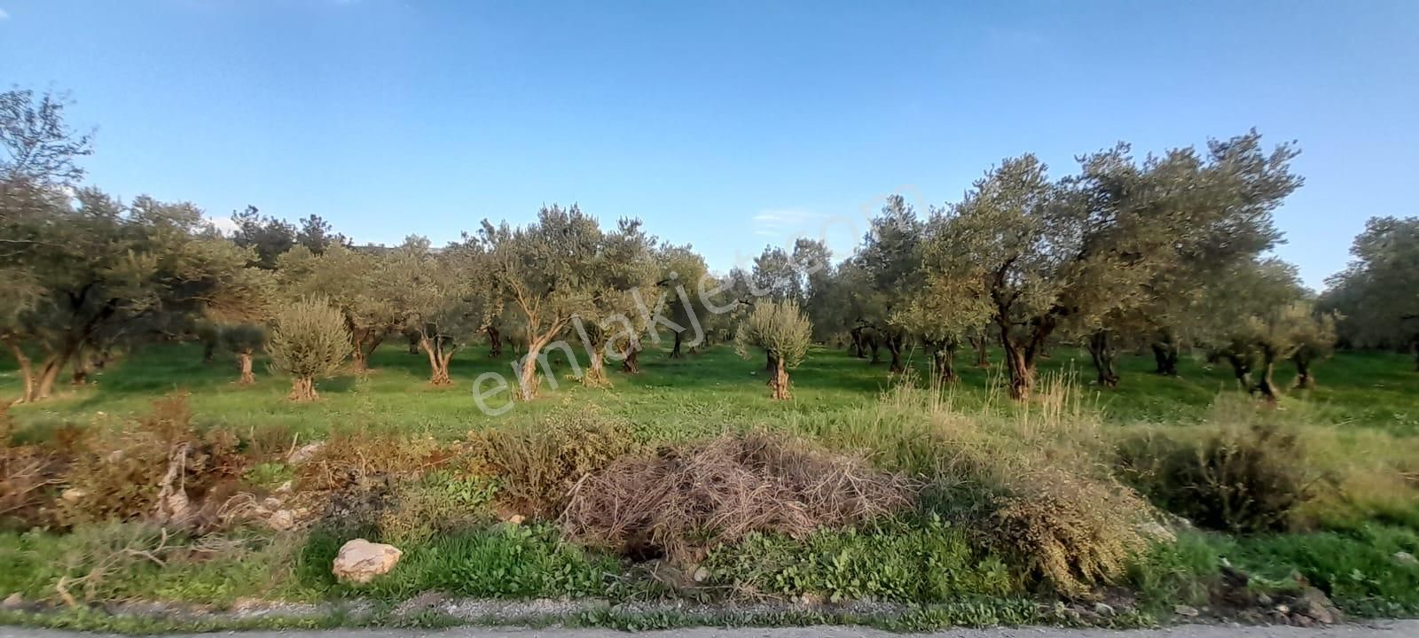 Manisa Saruhanlı Bahadır'da Ana Yola Sıfır Satılık Zeytinlik - Görsel 26