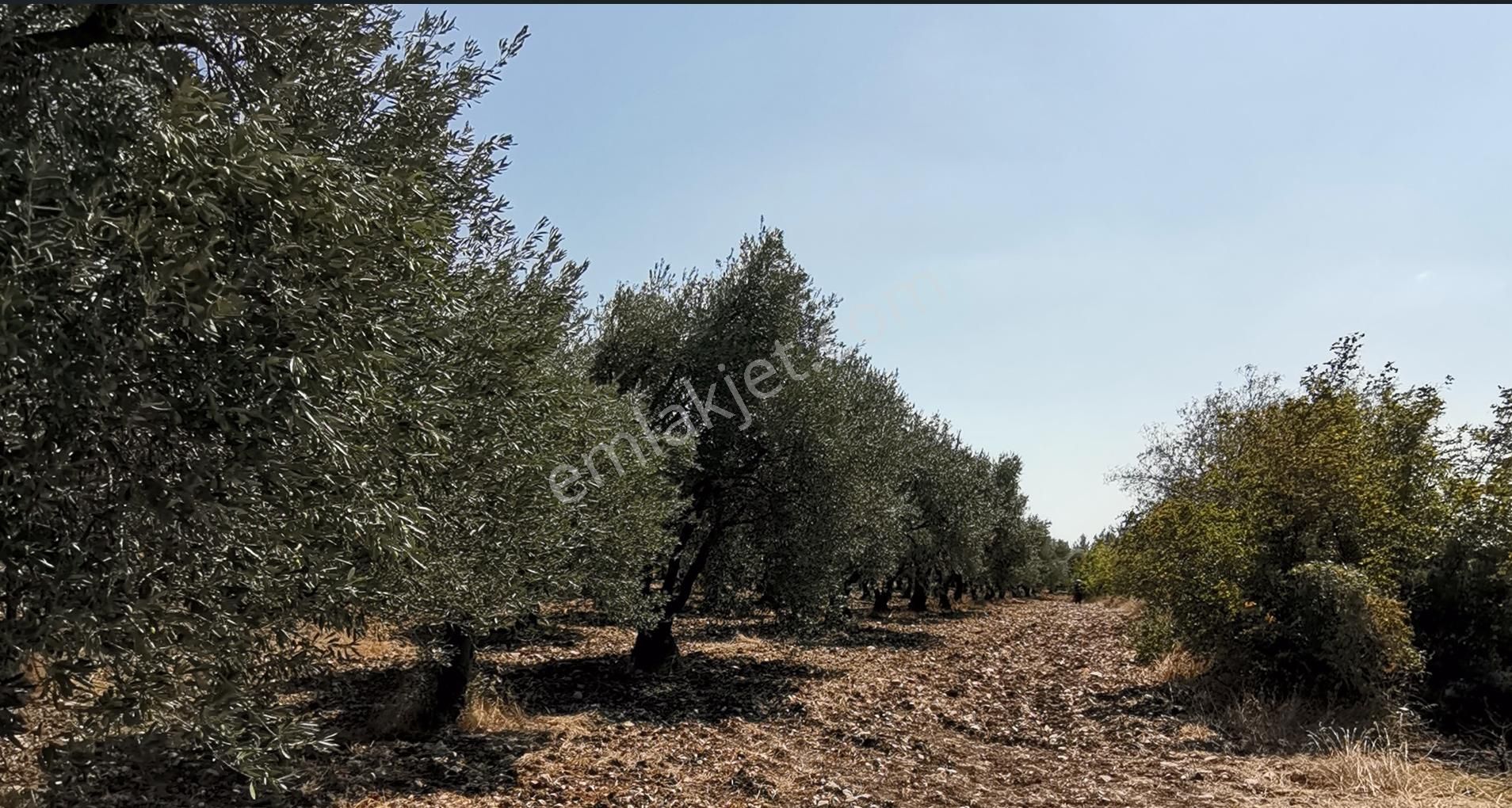 Manisa Saruhanlı Bahadır'da Ana Yola Sıfır Satılık Zeytinlik
