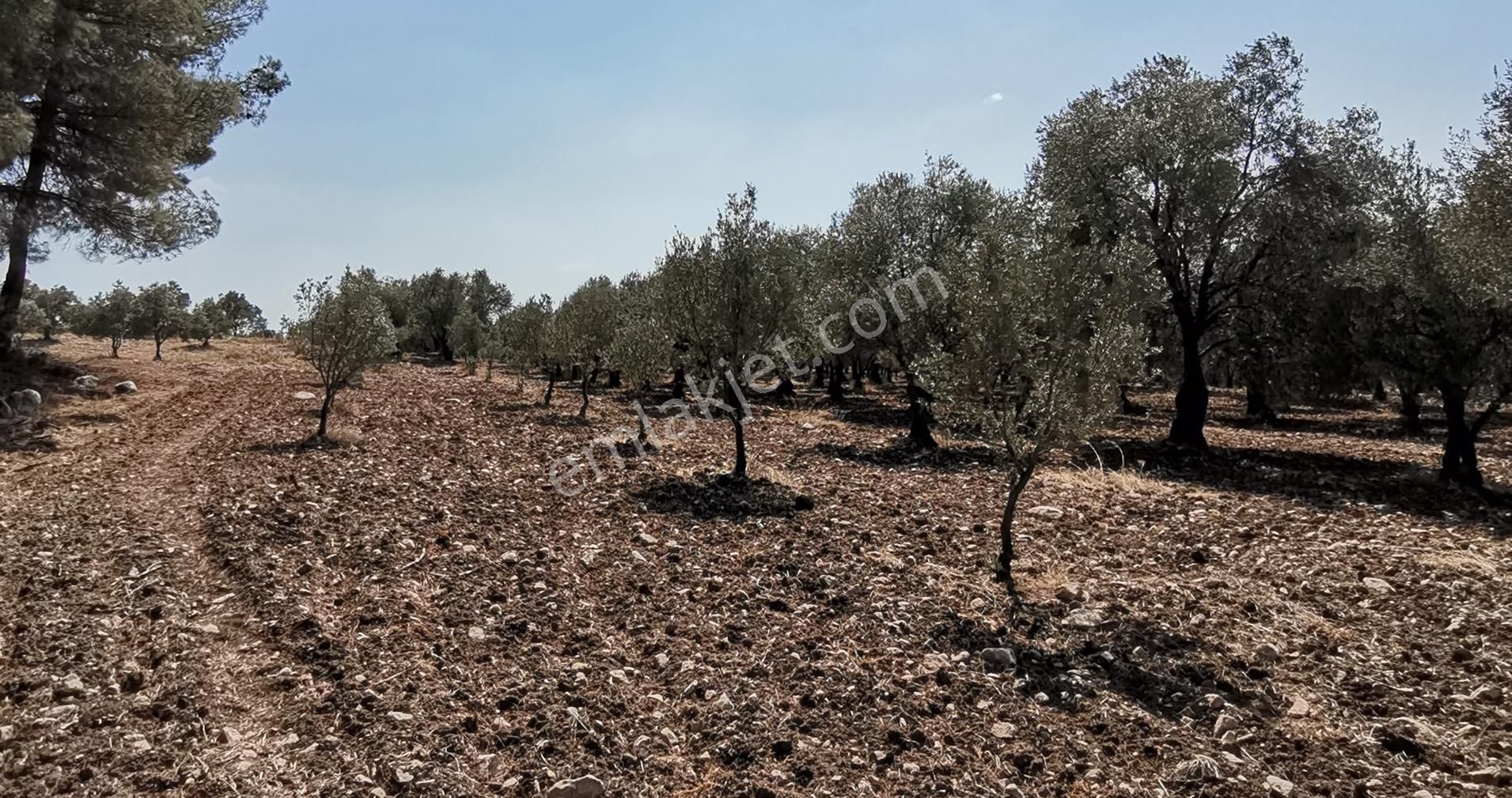 Manisa Saruhanlı Bahadır'da Ana Yola Sıfır Satılık Zeytinlik - Görsel 5