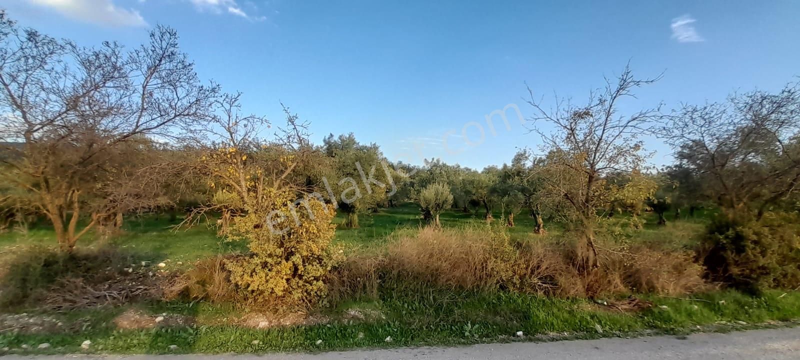 Manisa Saruhanlı Bahadır'da Ana Yola Sıfır Satılık Zeytinlik - Görsel 24