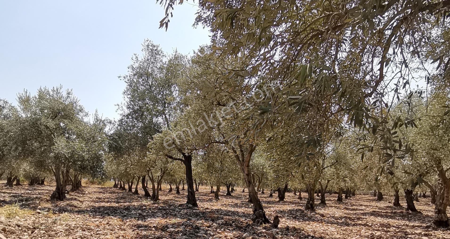 Manisa Saruhanlı Bahadır'da Ana Yola Sıfır Satılık Zeytinlik - Görsel 9
