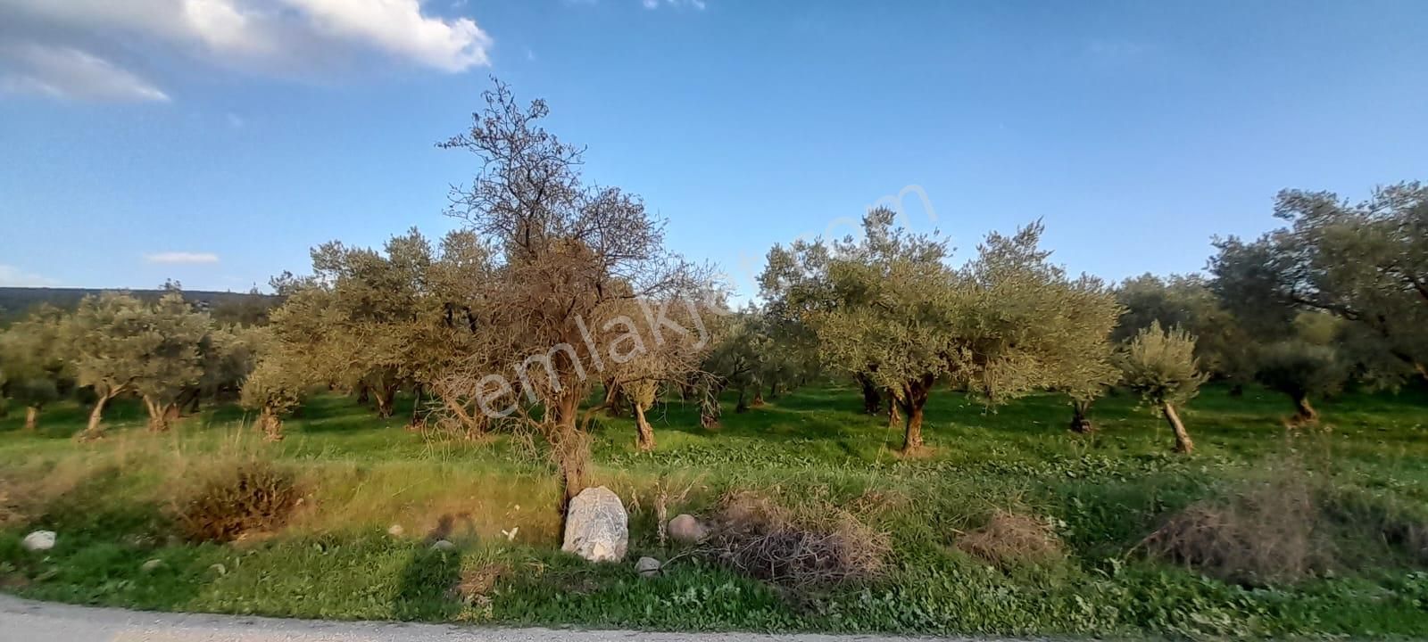 Manisa Saruhanlı Bahadır'da Ana Yola Sıfır Satılık Zeytinlik - Görsel 27