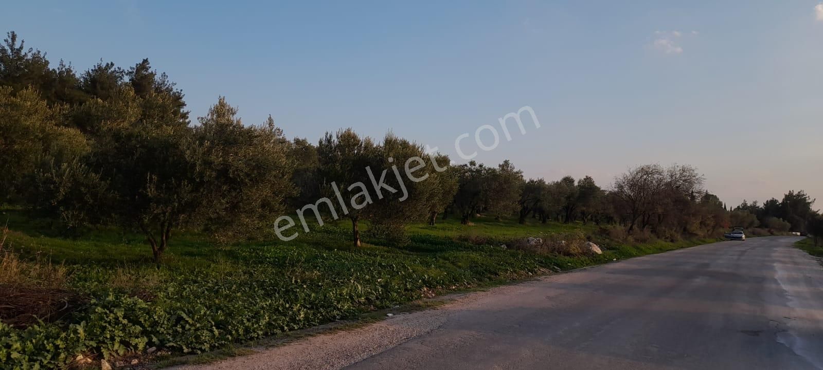 Manisa Saruhanlı Bahadır'da Ana Yola Sıfır Satılık Zeytinlik - Görsel 18