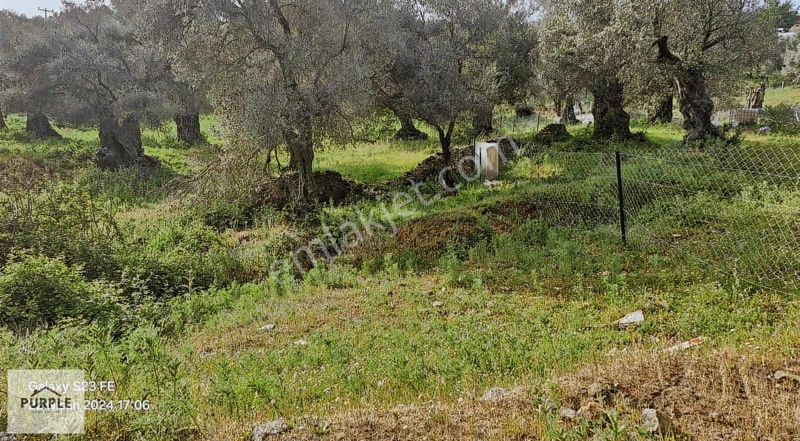 Köy Girişin'de Tek Tapulu Satılık Zeytinlik - Görsel 7