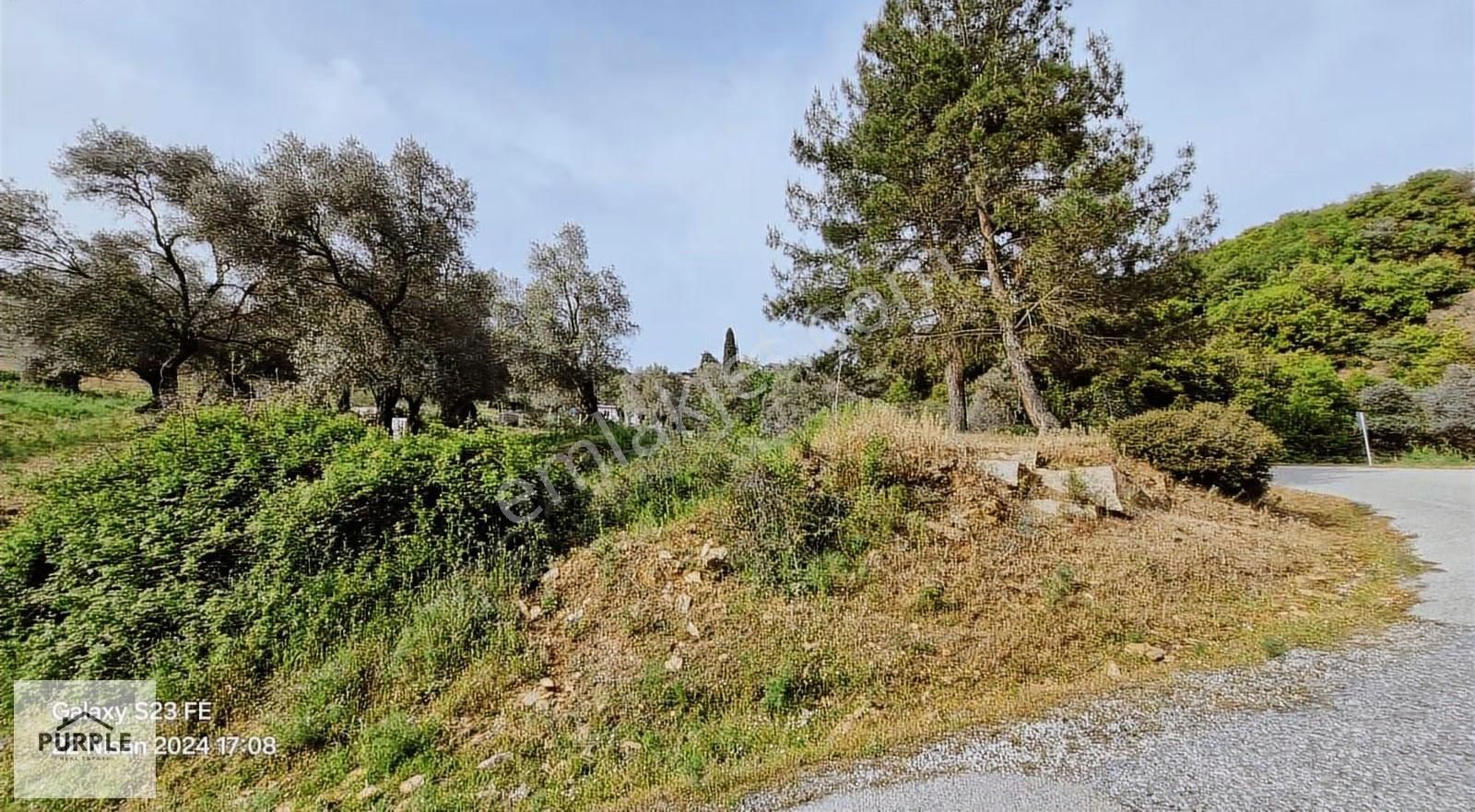 Köy Girişin'de Tek Tapulu Satılık Zeytinlik - Görsel 8