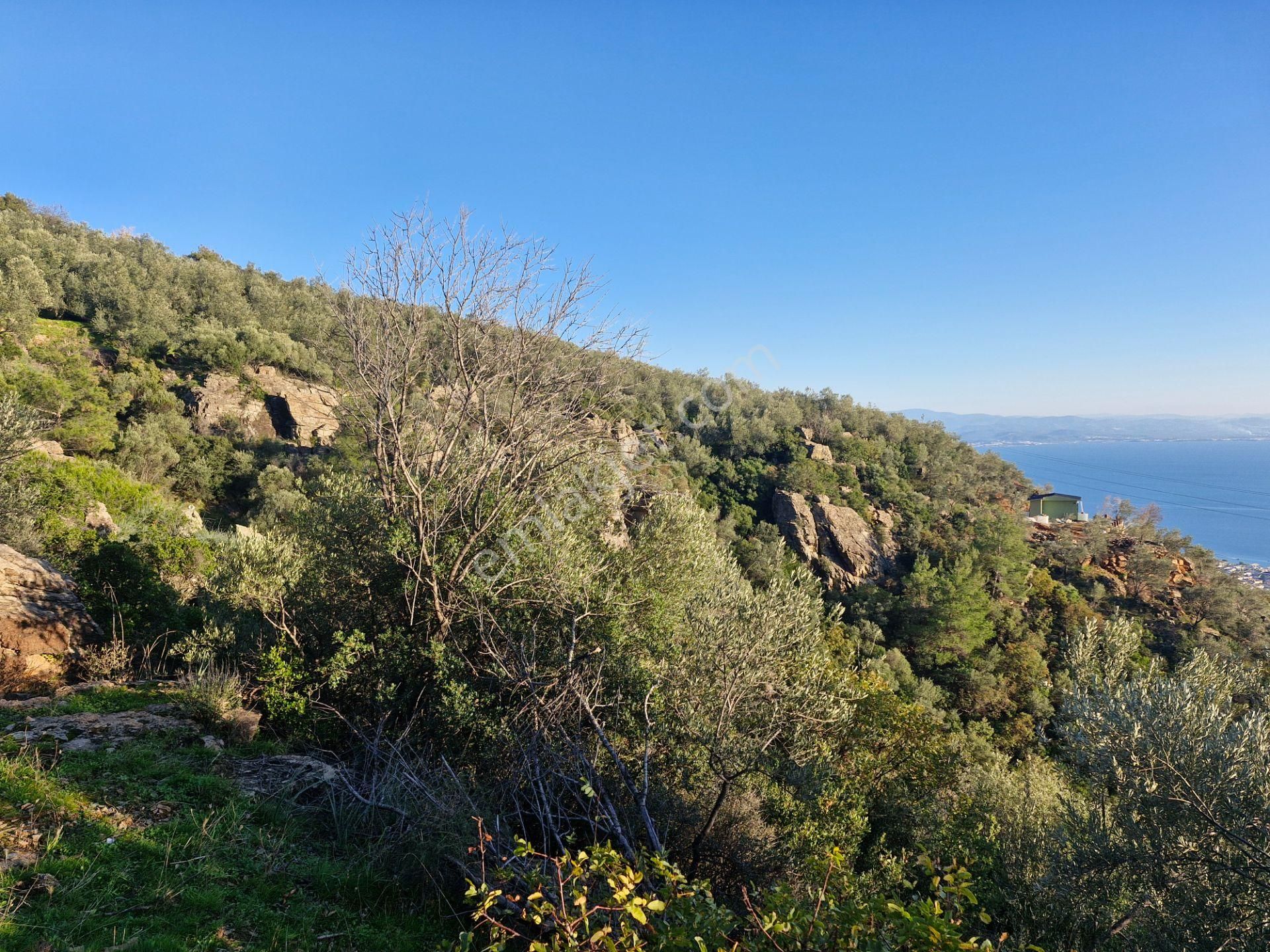 Altınoluk'ta Deniz Manzaralı 6750m2 Zeytinlik - Görsel 5