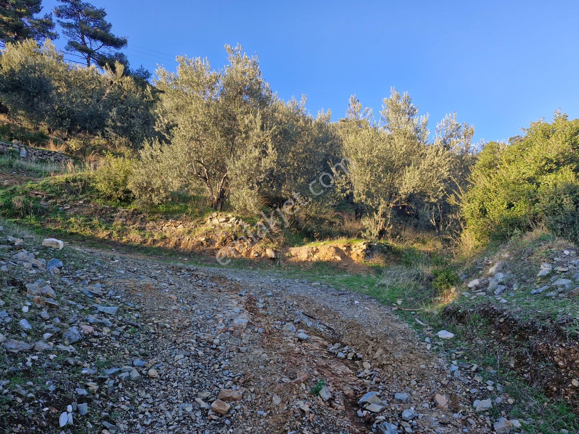 Altınoluk'ta Deniz Manzaralı 6750m2 Zeytinlik - Görsel 11