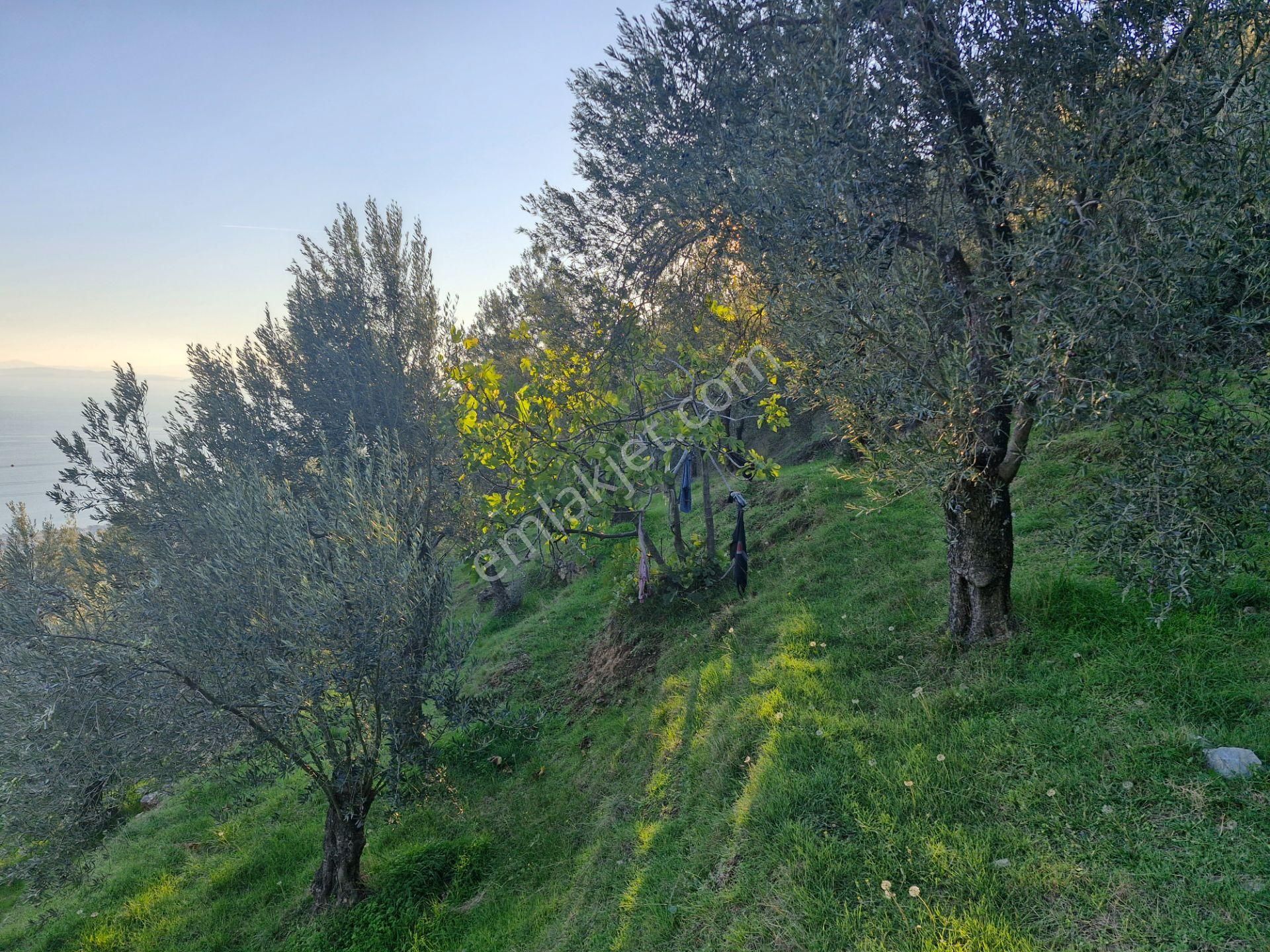 Altınoluk'ta Deniz Manzaralı 6750m2 Zeytinlik - Görsel 3