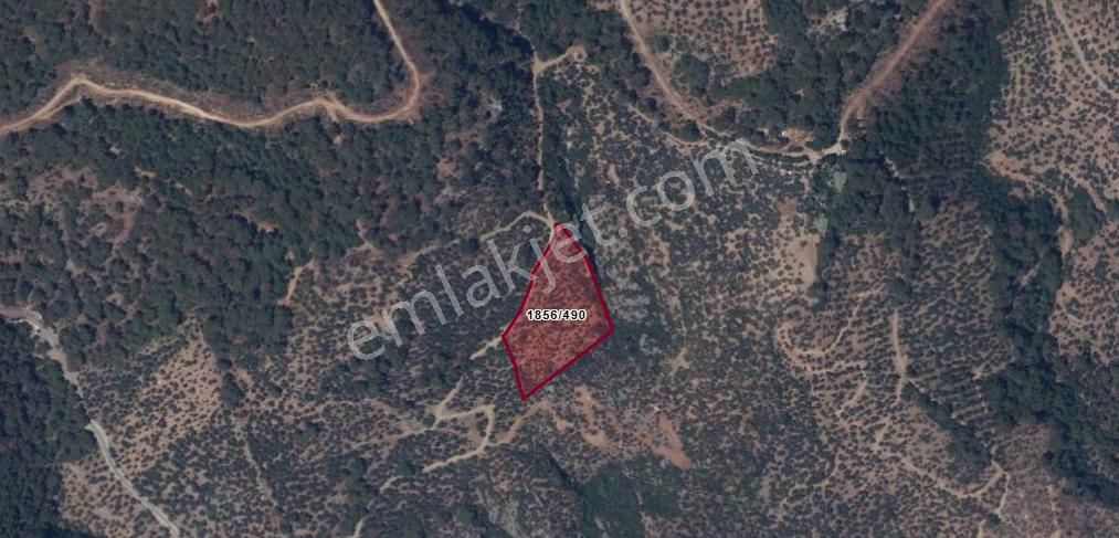 Altınoluk'ta Deniz Manzaralı 6750m2 Zeytinlik - Görsel 18