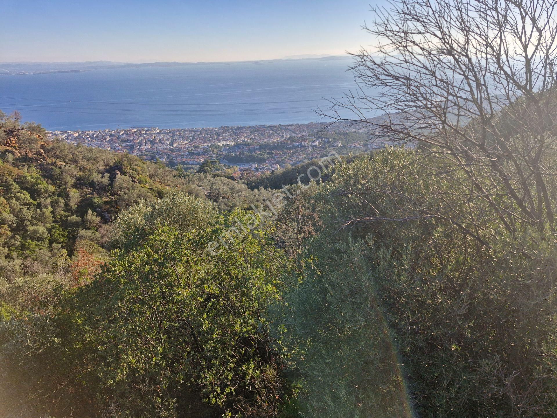 Altınoluk'ta Deniz Manzaralı 6750m2 Zeytinlik - Görsel 8