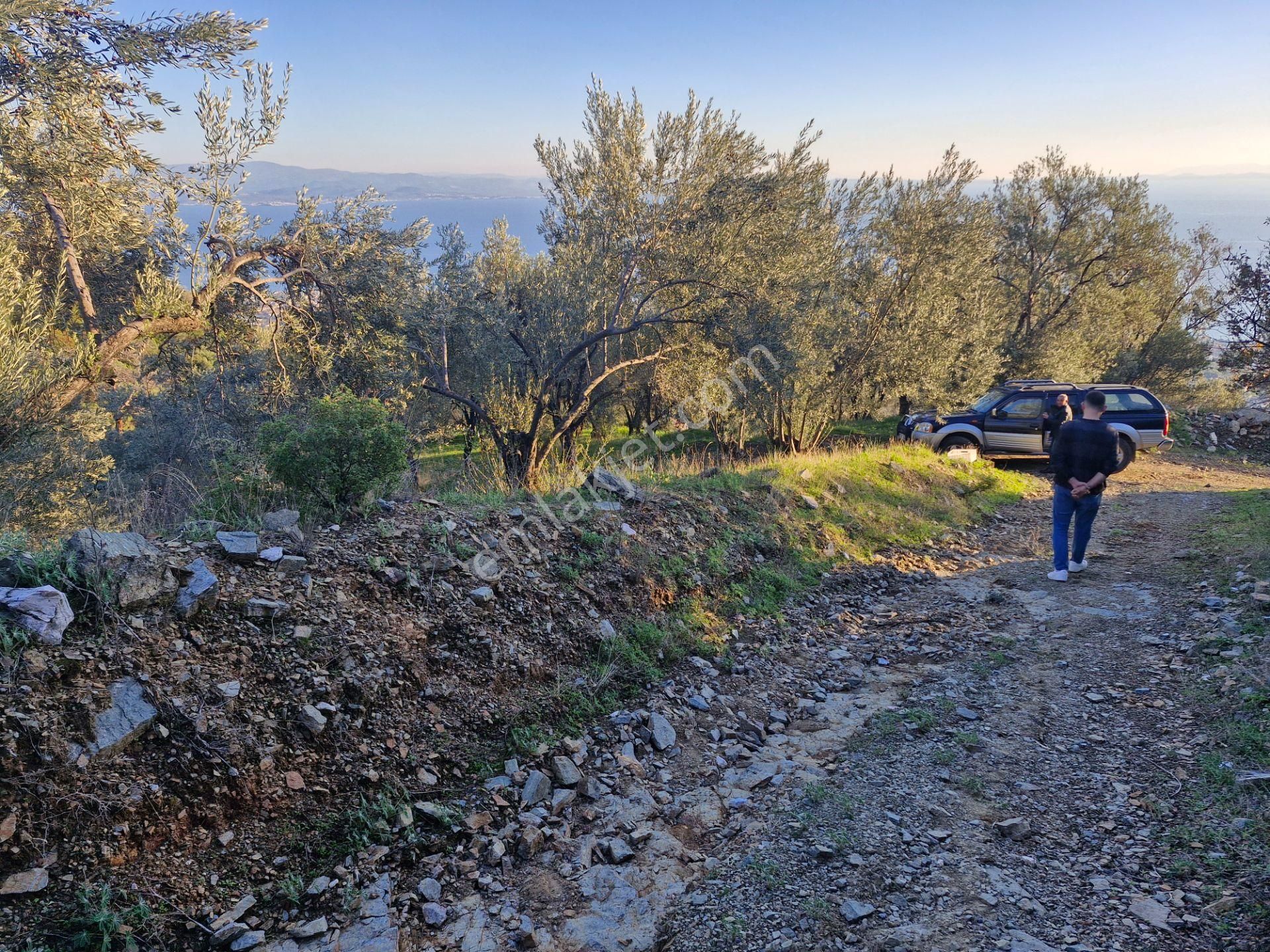 Altınoluk'ta Deniz Manzaralı 6750m2 Zeytinlik - Görsel 12