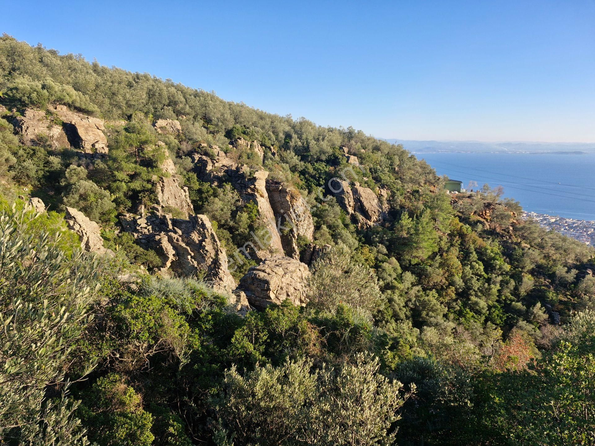 Altınoluk'ta Deniz Manzaralı 6750m2 Zeytinlik - Görsel 10