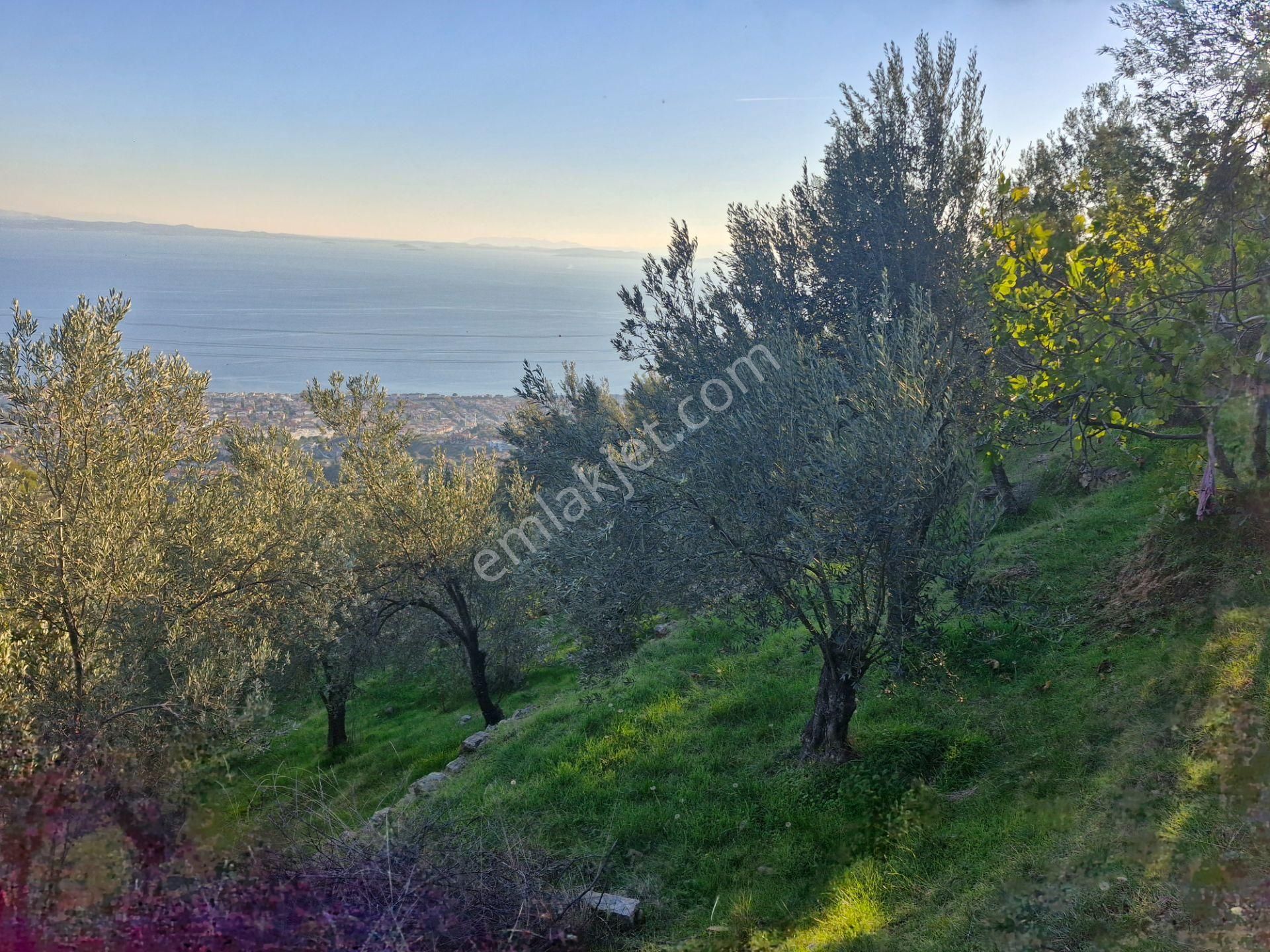Altınoluk'ta Deniz Manzaralı 6750m2 Zeytinlik - Görsel 4