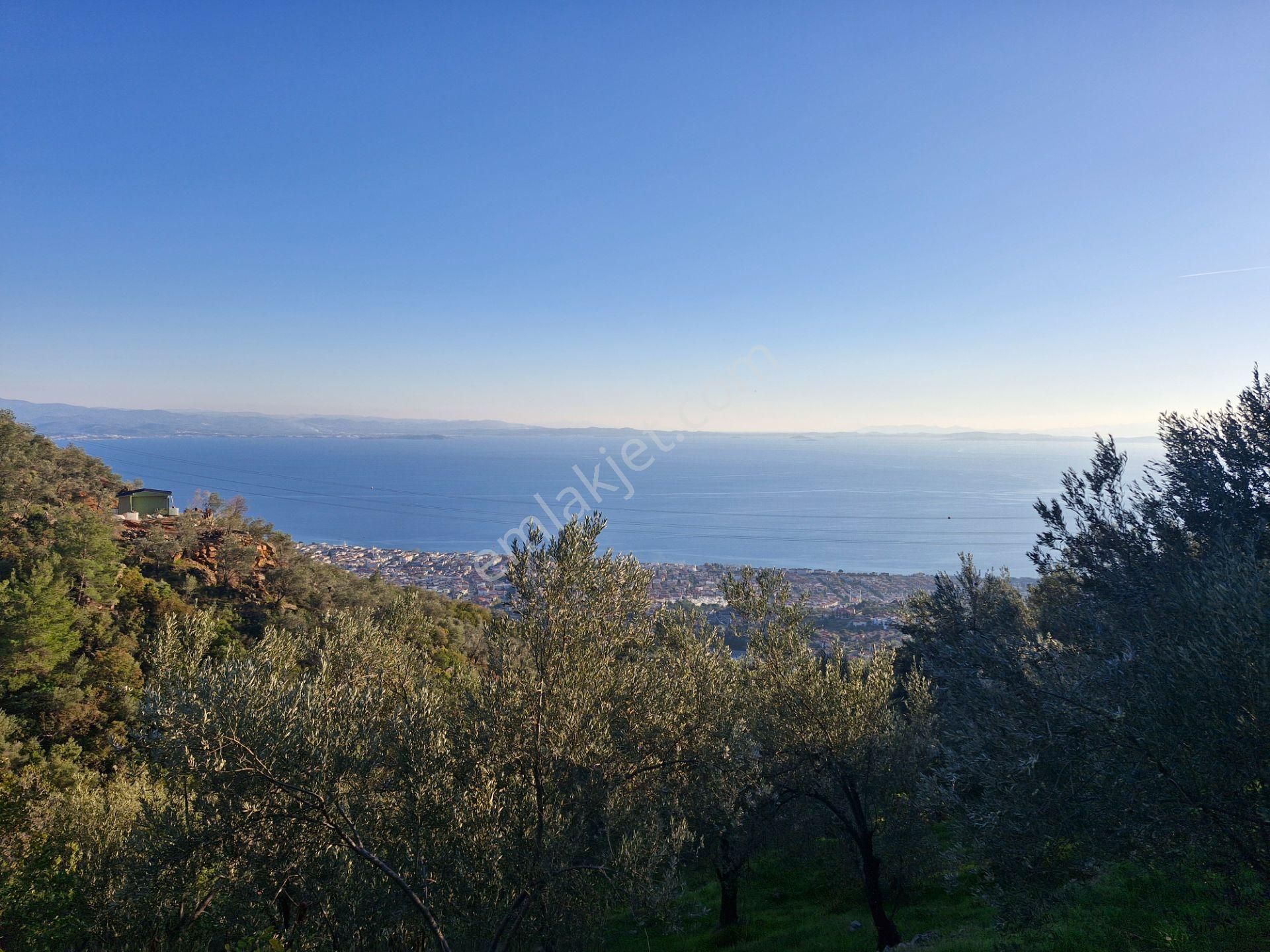 Altınoluk'ta Deniz Manzaralı 6750m2 Zeytinlik