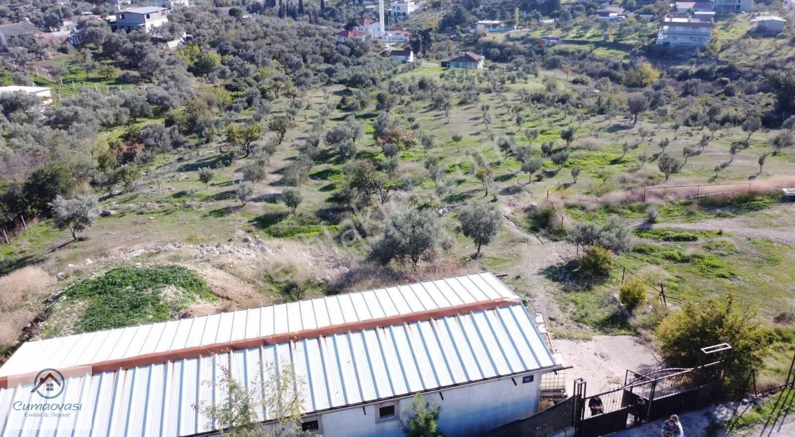 Cumaovası Emlk.satılık Gaziemir Sevgi Mah.11 Dönüm Tek Tapu - Görsel 16